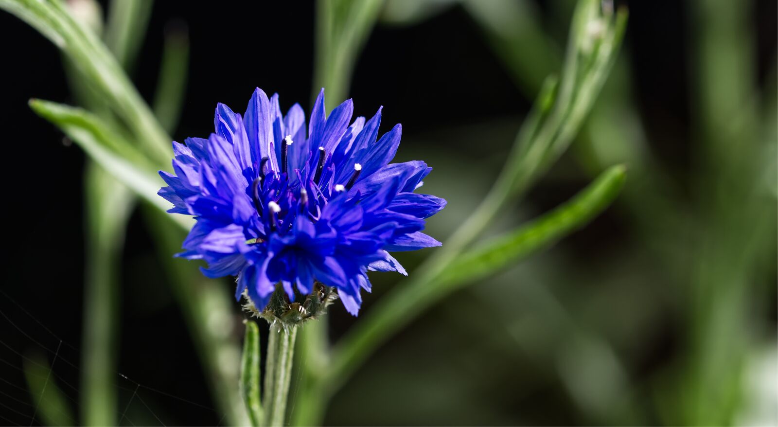 Nikon D5500 sample photo. Cornflower, flower, nature photography