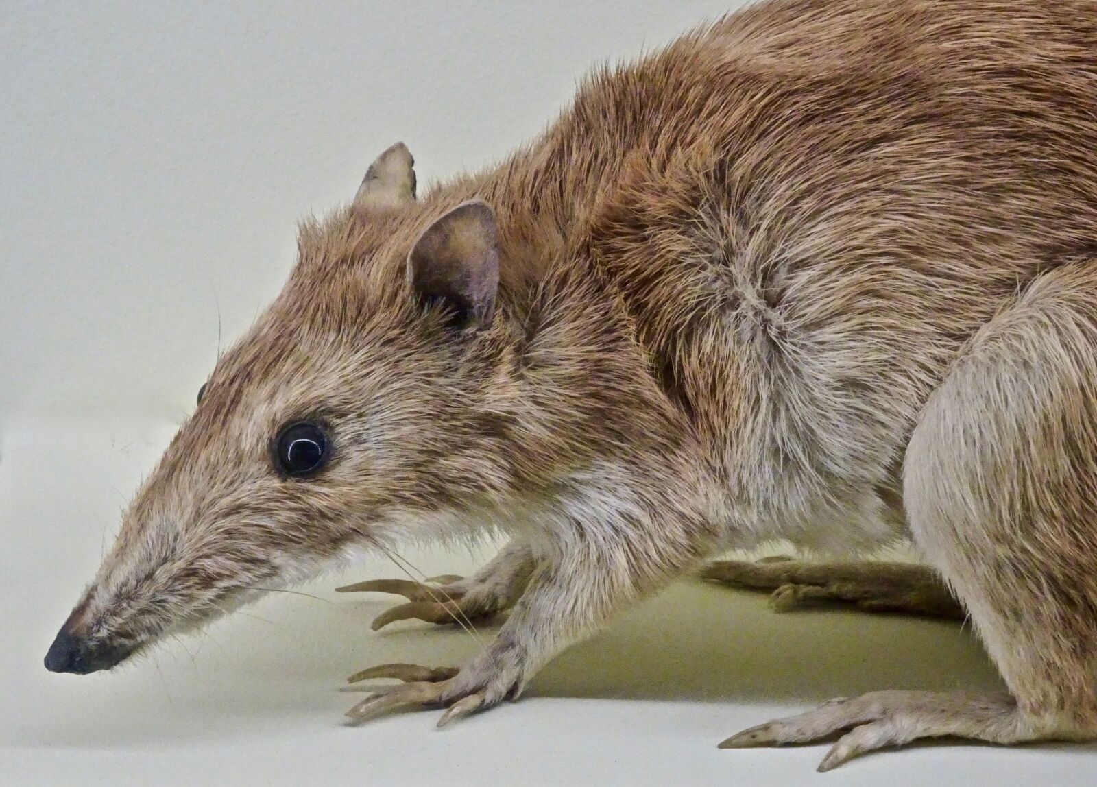Sony Cyber-shot DSC-HX90V sample photo. Bandicoot, marsupial, australia photography