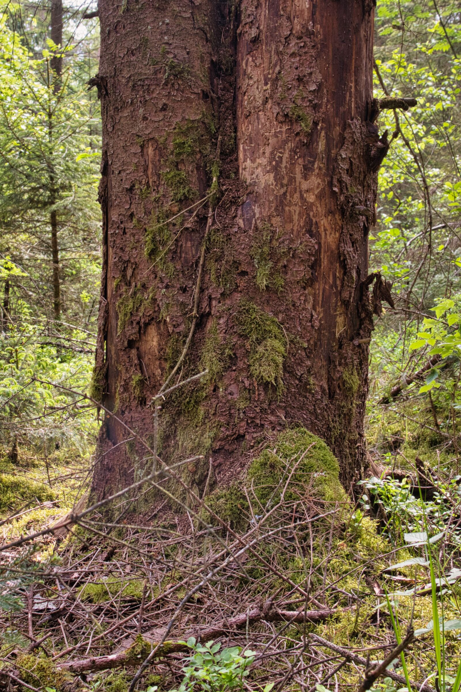 Nikon D7500 sample photo. Pests, forest, nature photography