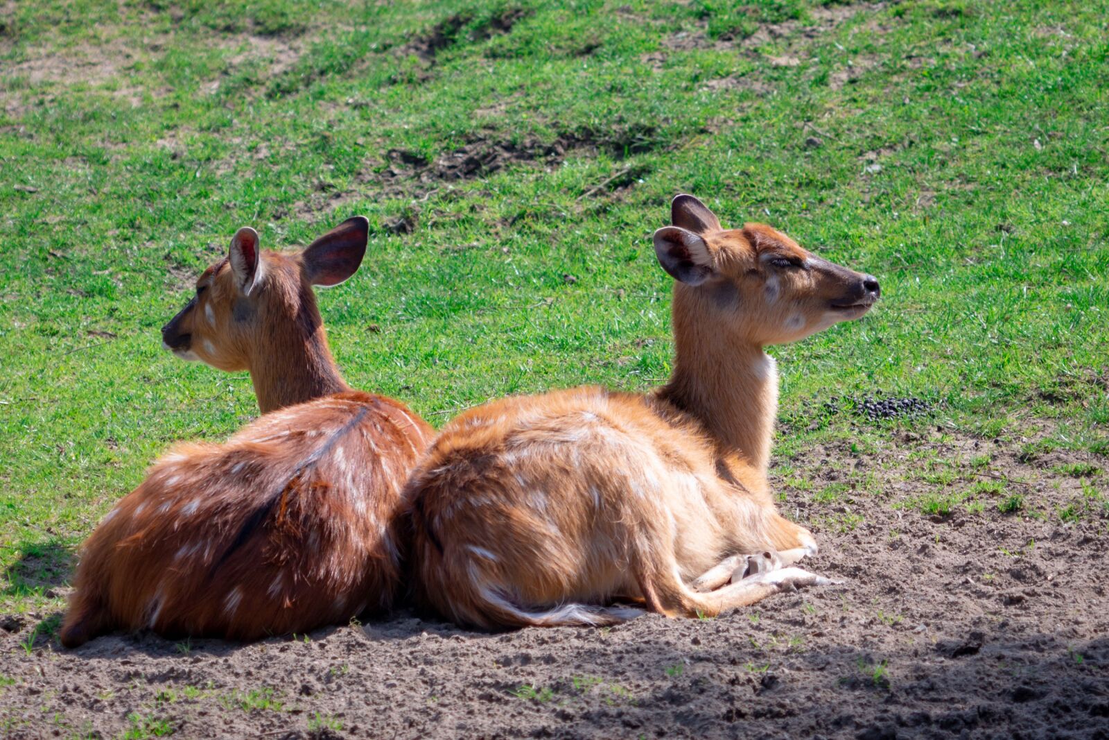 Canon EF 70-300 F4-5.6 IS II USM sample photo. Roe deer, fawn, lying photography