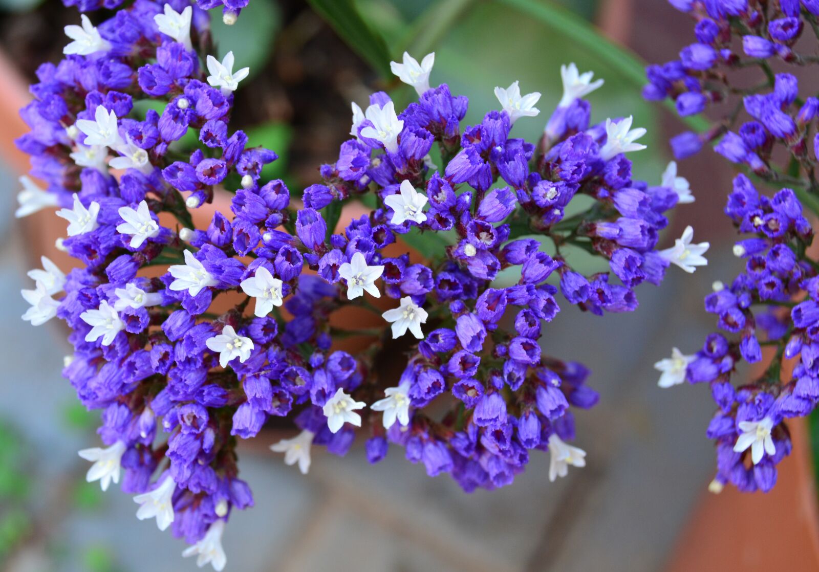 Nikon D5200 sample photo. Wild, statice, plumbaginaceae photography
