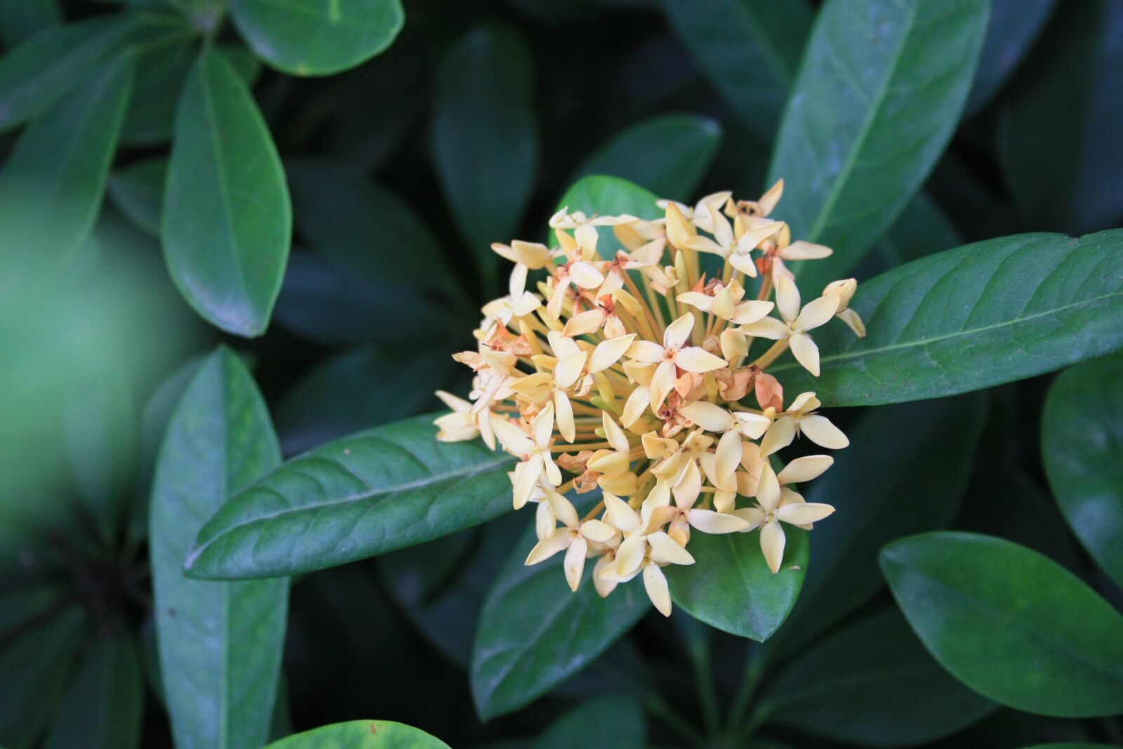 Canon EOS 450D (EOS Rebel XSi / EOS Kiss X2) sample photo. Green plants, flower, nature photography