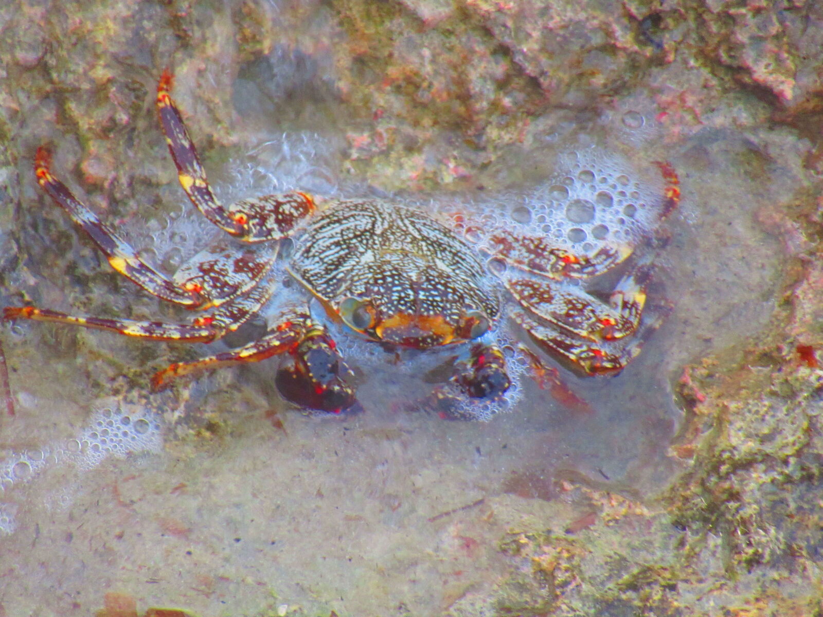 Canon PowerShot SX620 HS sample photo. Mmmm crab photography