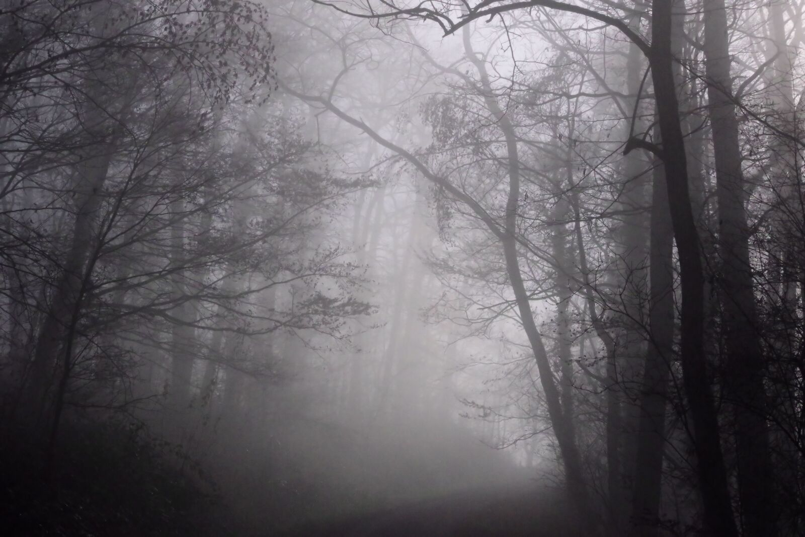 Pentax K-70 sample photo. Fog, forest path, lighting photography