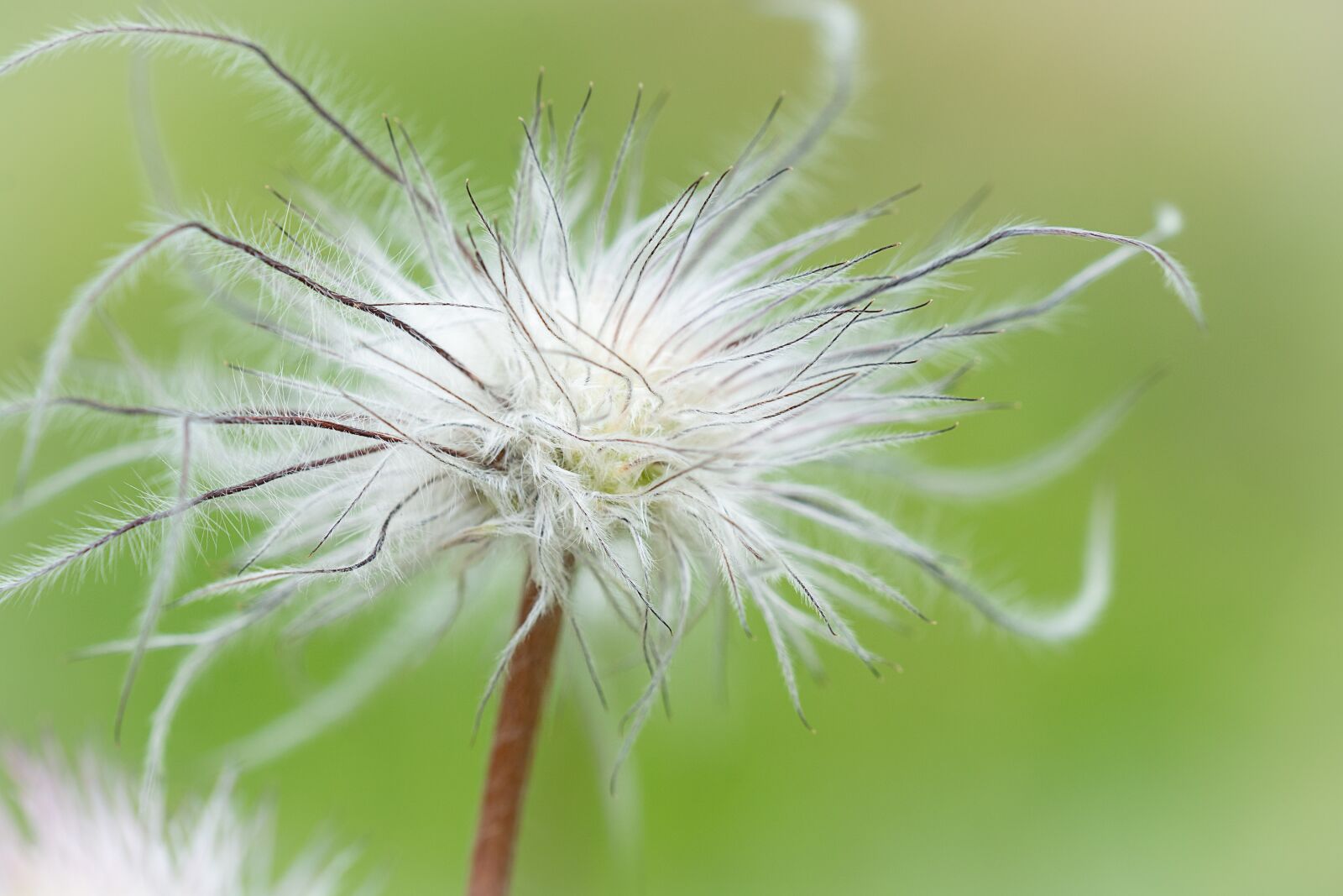 Nikon D7100 sample photo. Dandelion, seeds, faded photography