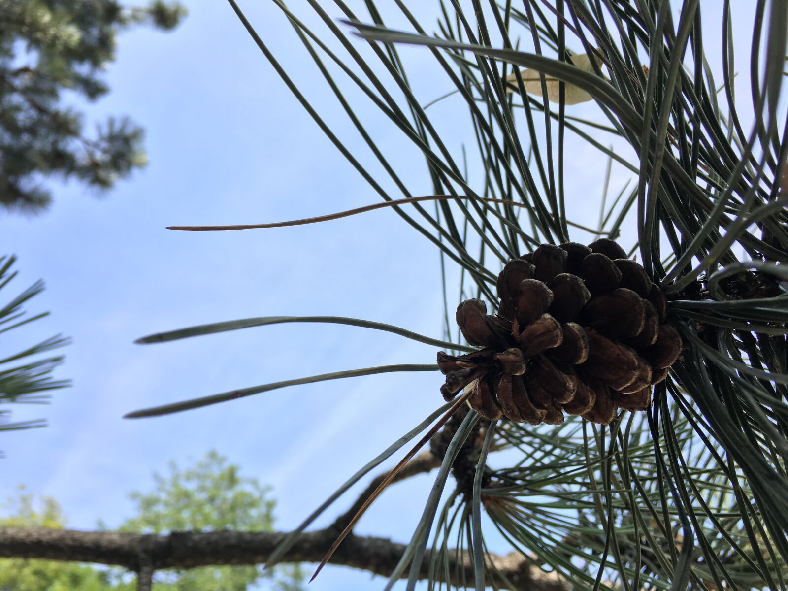 Apple iPhone 6s sample photo. Cone, conifer, coniferous photography