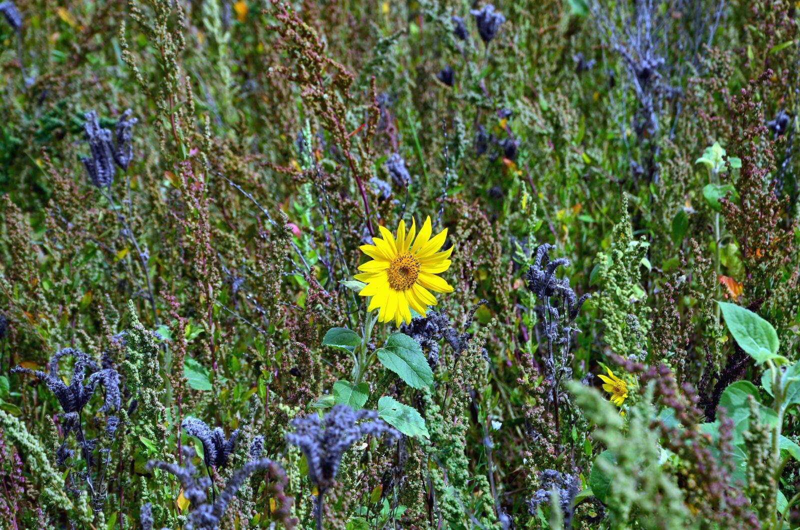 Nikon D5100 sample photo. Yellow, flower, petal, plant photography