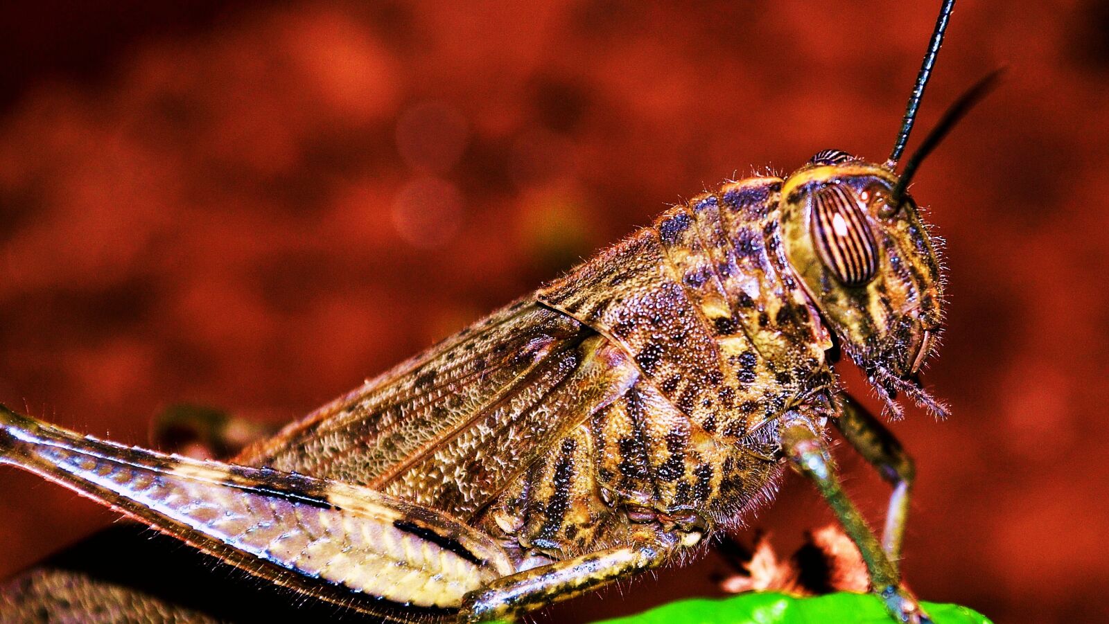 Nikon D3100 sample photo. Grasshopper, insect, lobster photography