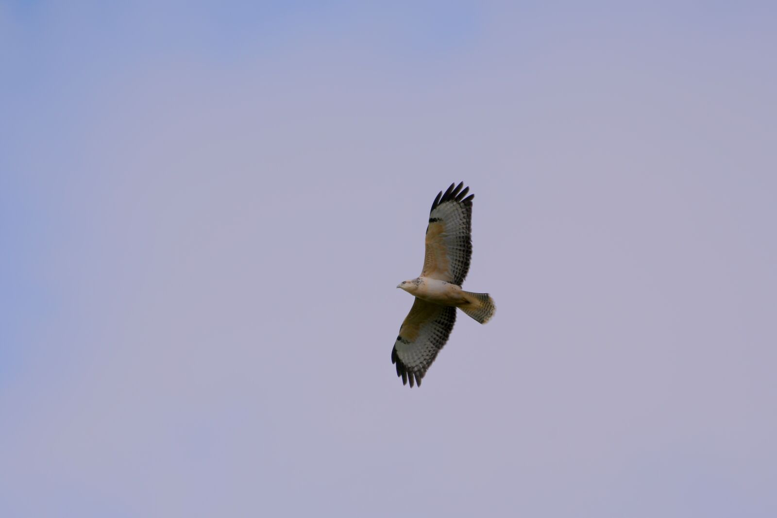 Nikon D500 sample photo. Common buzzard, bird of photography