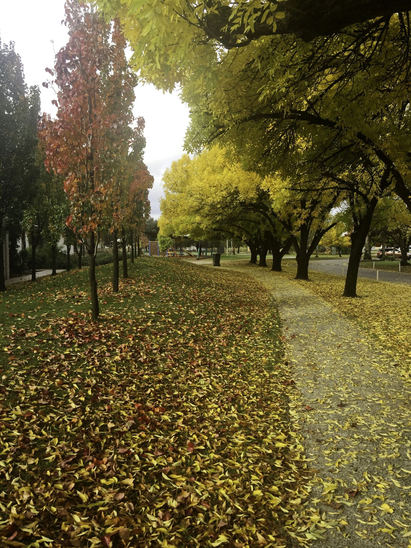 iPhone 6 Plus back camera 4.15mm f/2.2 sample photo. Australia, autumn, cobram photography