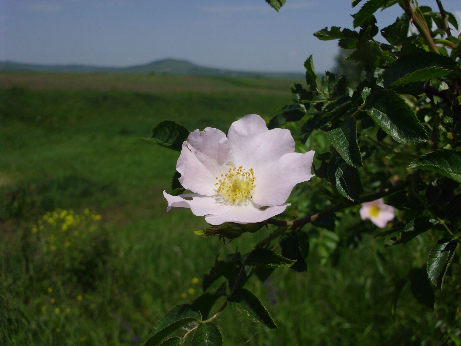 Benq DC C1450 sample photo. Dog rose, flower, petals photography