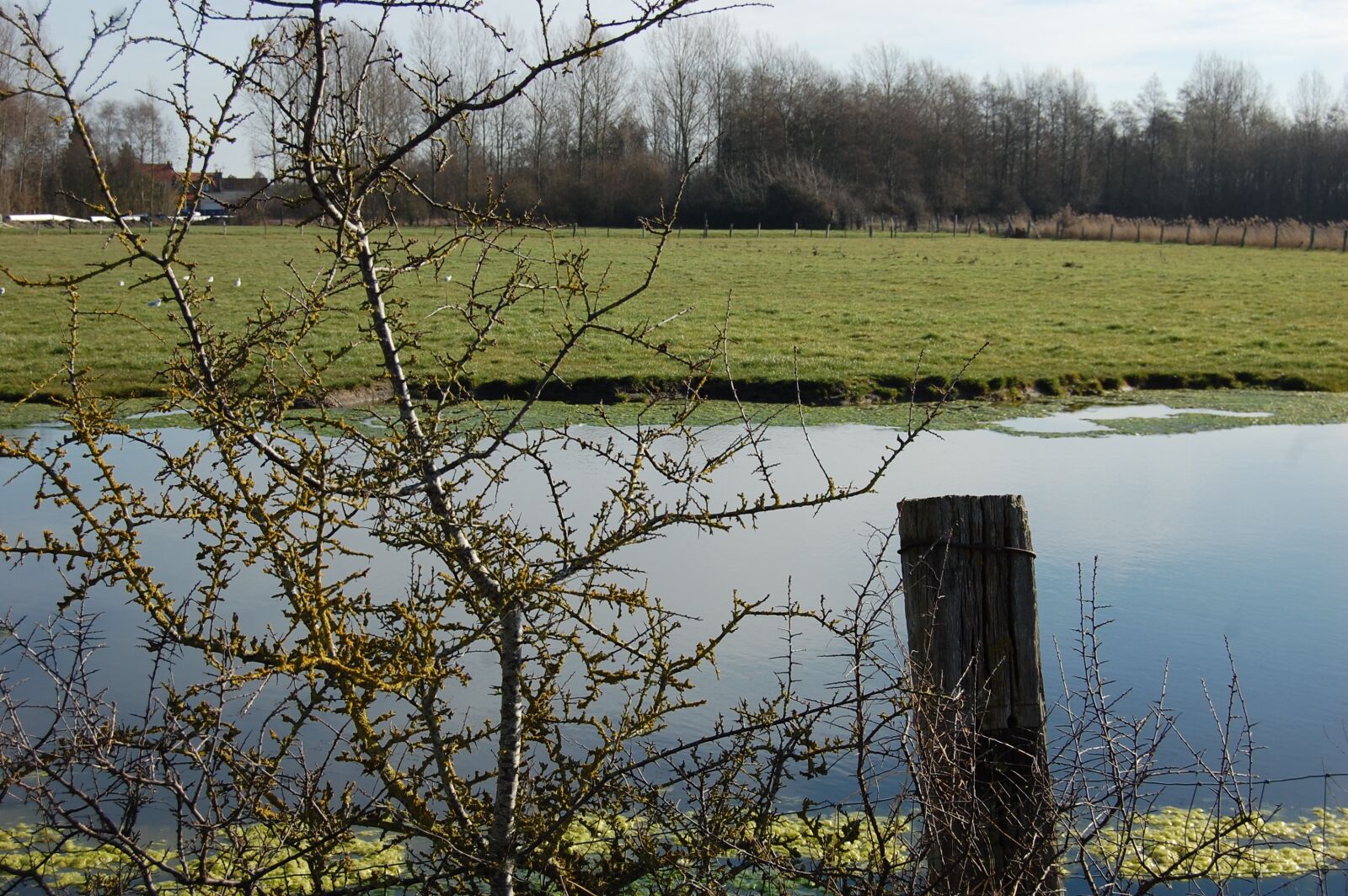 Nikon D40 sample photo. Field, nature, pond photography