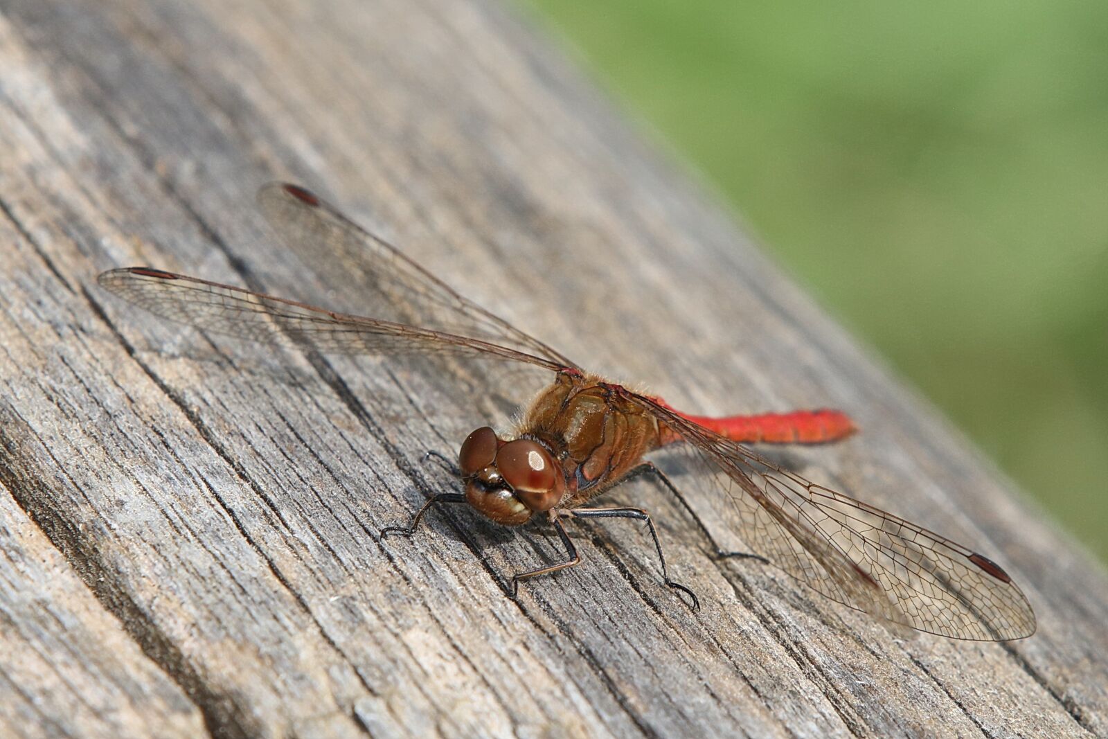 Canon EF 70-200mm F2.8L IS II USM sample photo. Dragonfly, red, macro photography