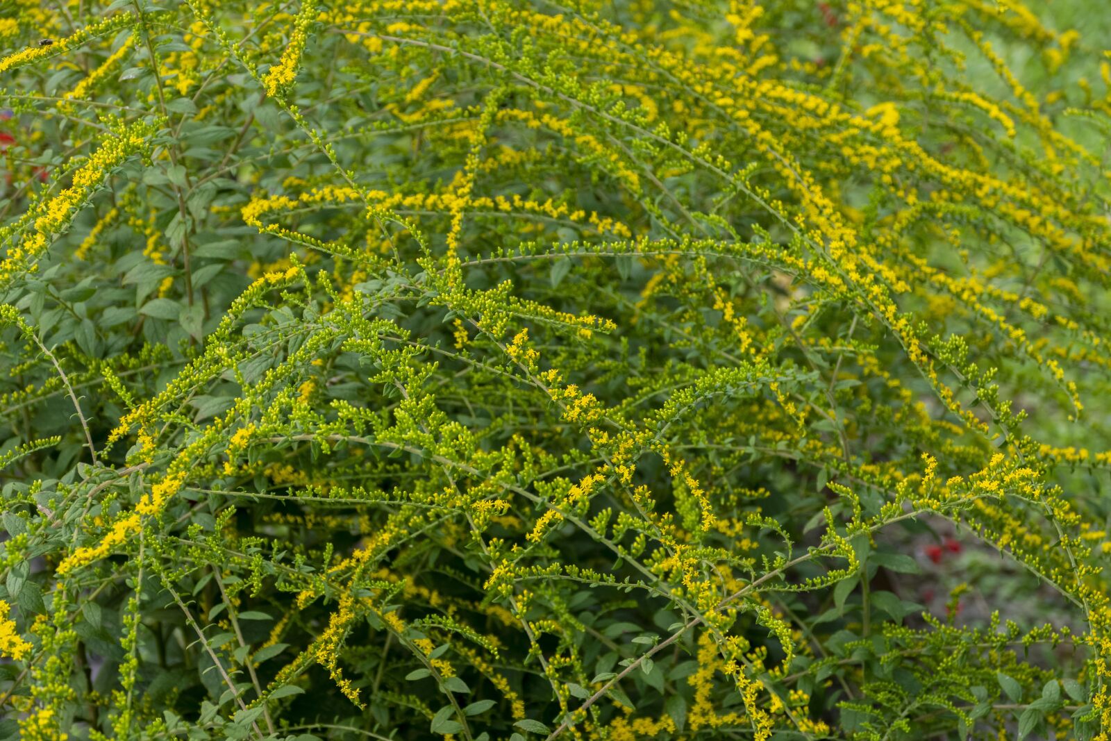 Panasonic Lumix DMC-FZ1000 sample photo. Flowers, bush, plant photography