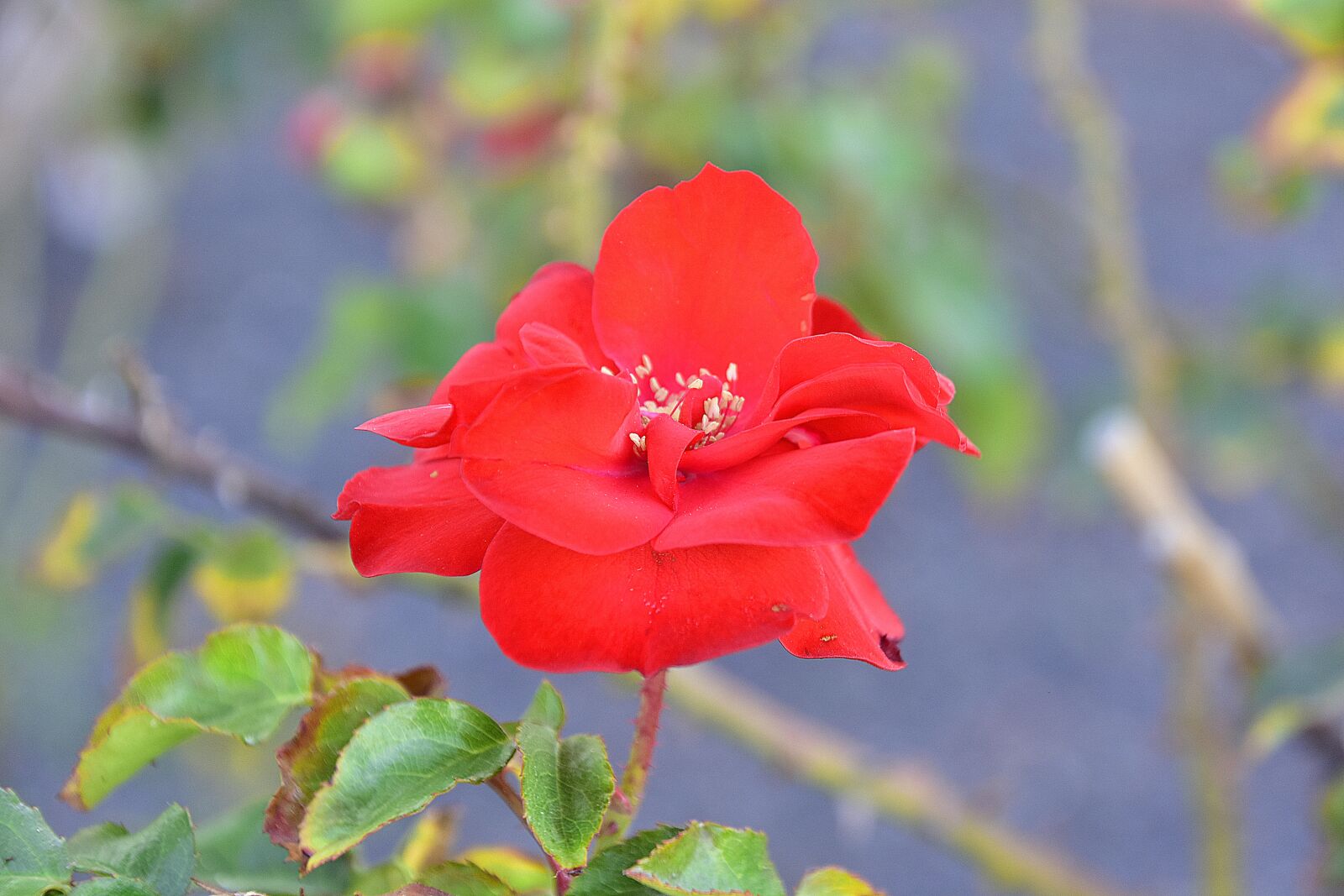 Nikon D7200 sample photo. Flower, garden, plant photography