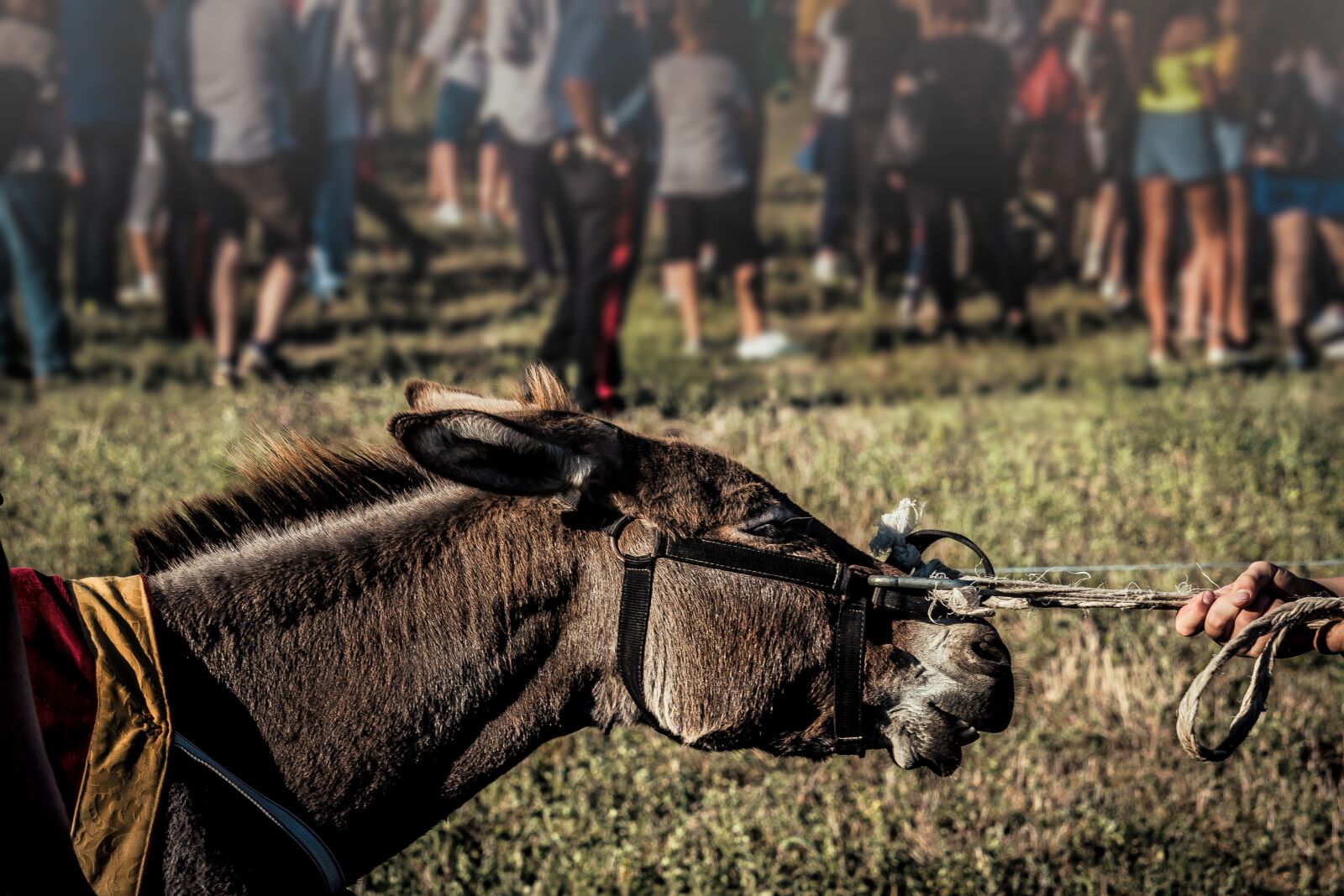 Canon EF-S 55-250mm F4-5.6 IS STM sample photo. Donkey, rope, horse photography