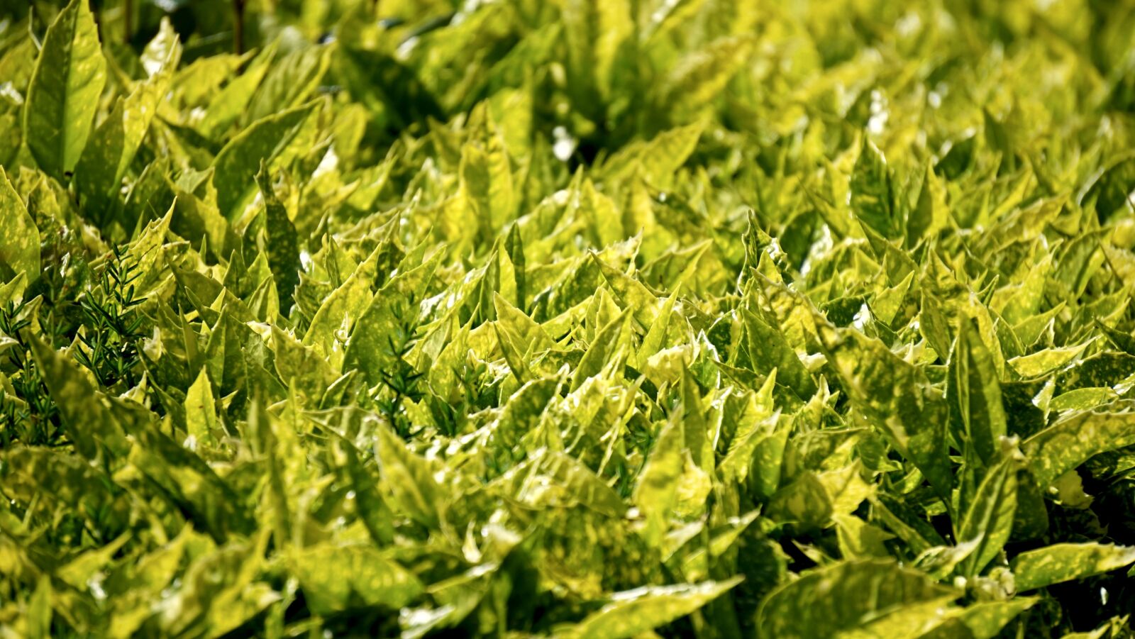 Sony MODEL-NAME sample photo. Leaves, macro, nature photography