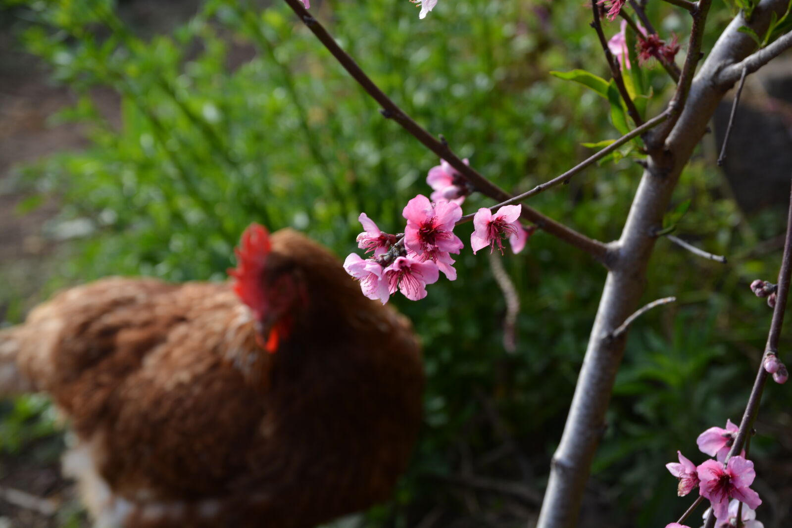 Nikon D5200 sample photo