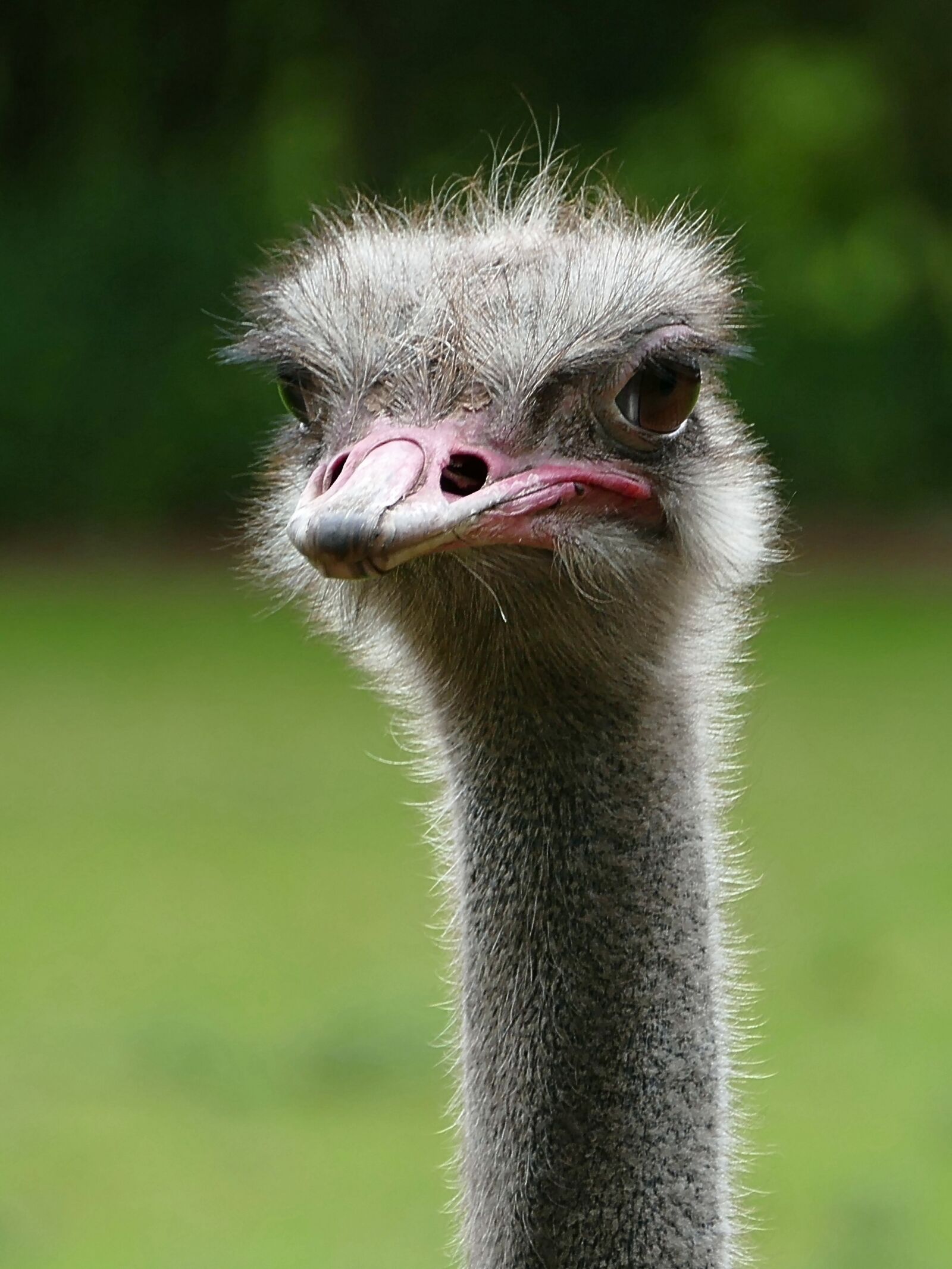 Panasonic Lumix DMC-FZ1000 sample photo. Bouquet, bird, ostrich photography