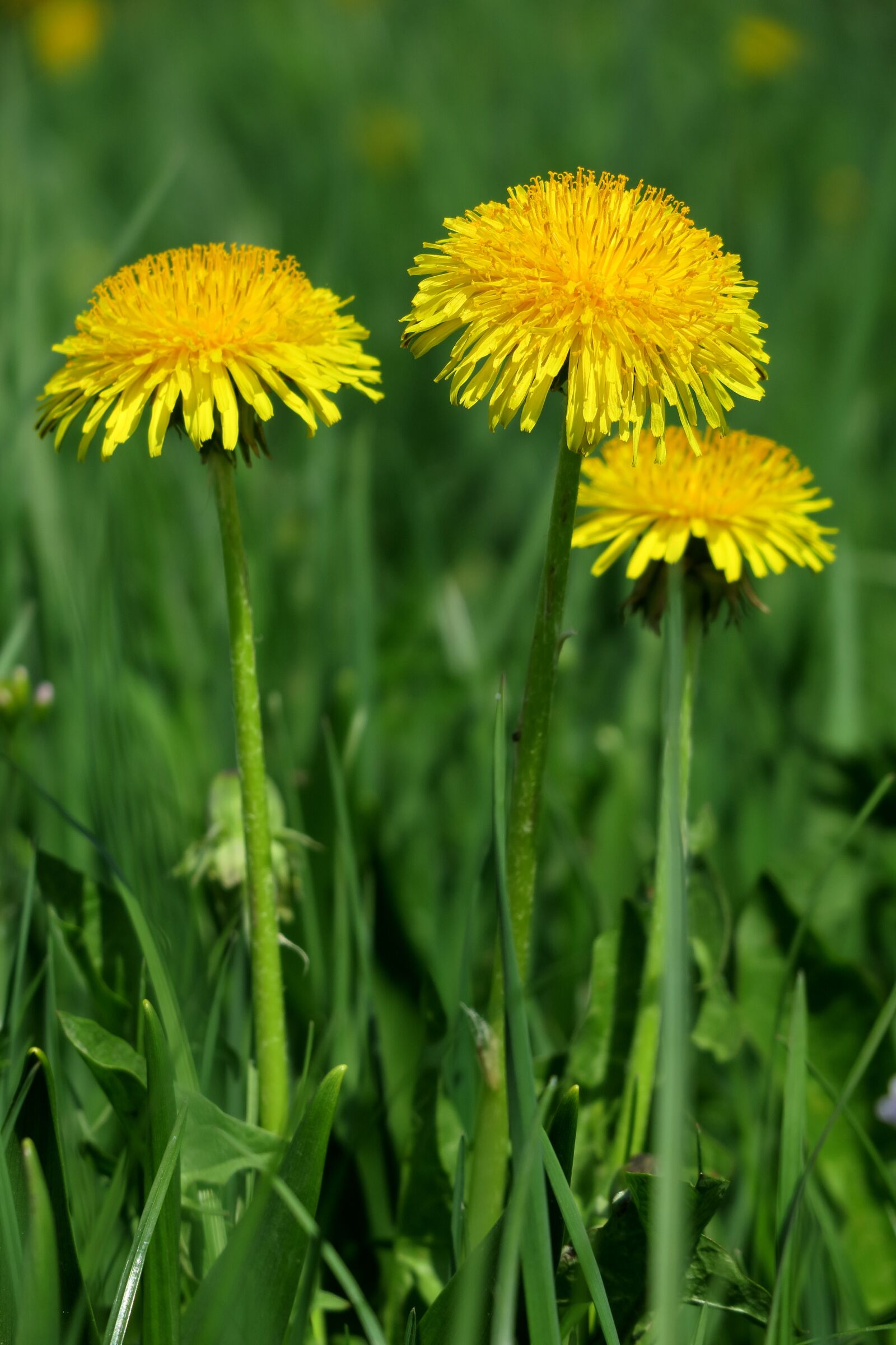 Canon PowerShot G3 X sample photo. Dandelion, yellow, spring photography