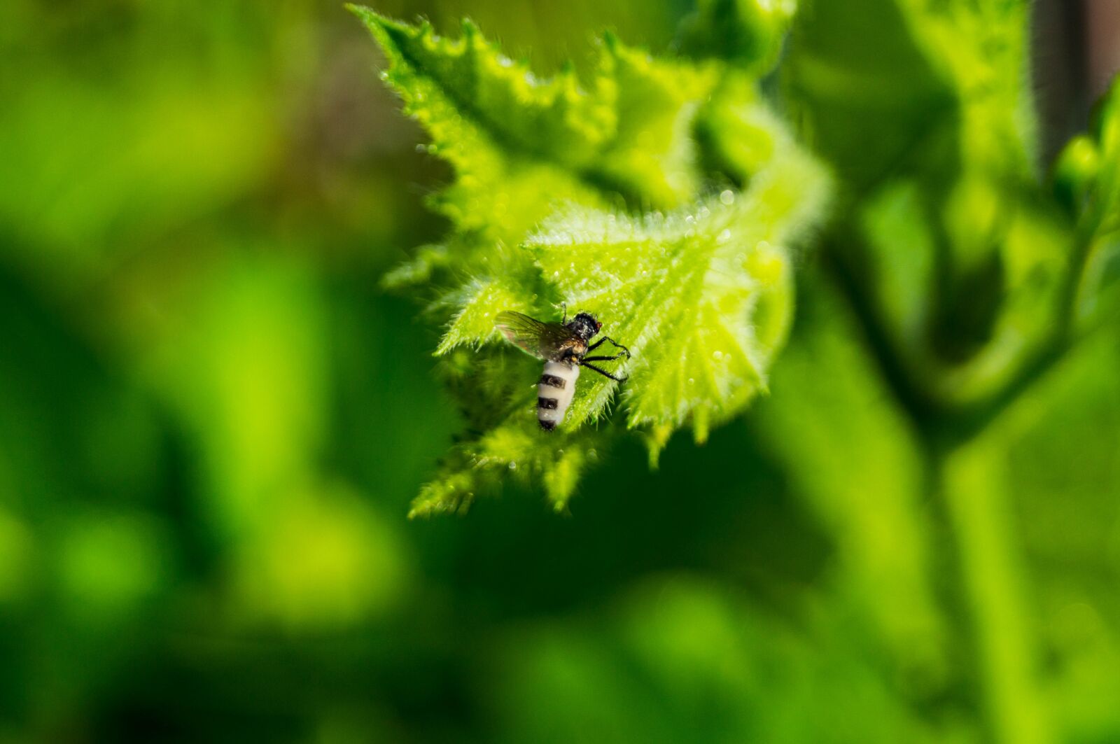 Sony SLT-A37 sample photo. Insect, close up, nature photography