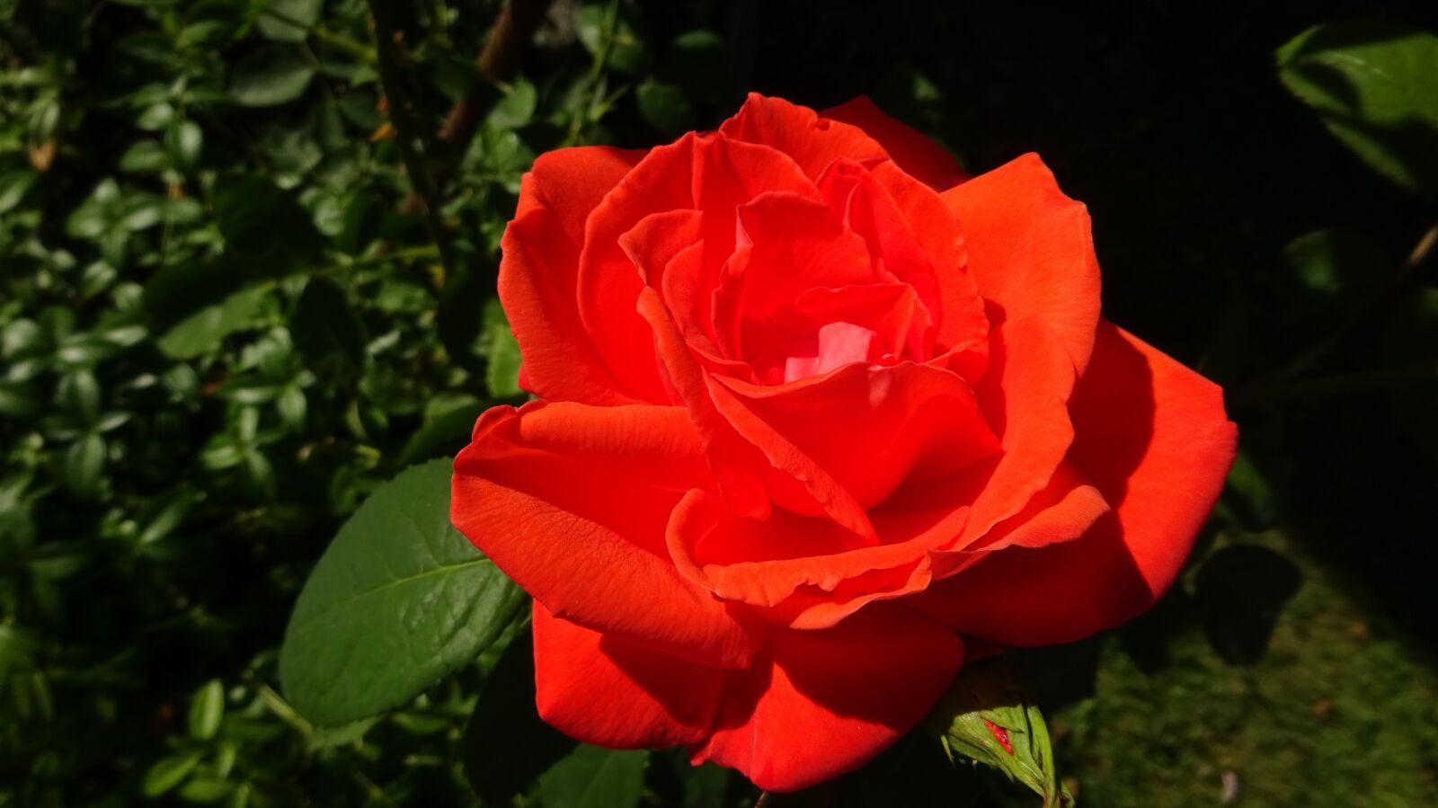 Sony Cyber-shot DSC-WX350 sample photo. Red roses, rose, red photography