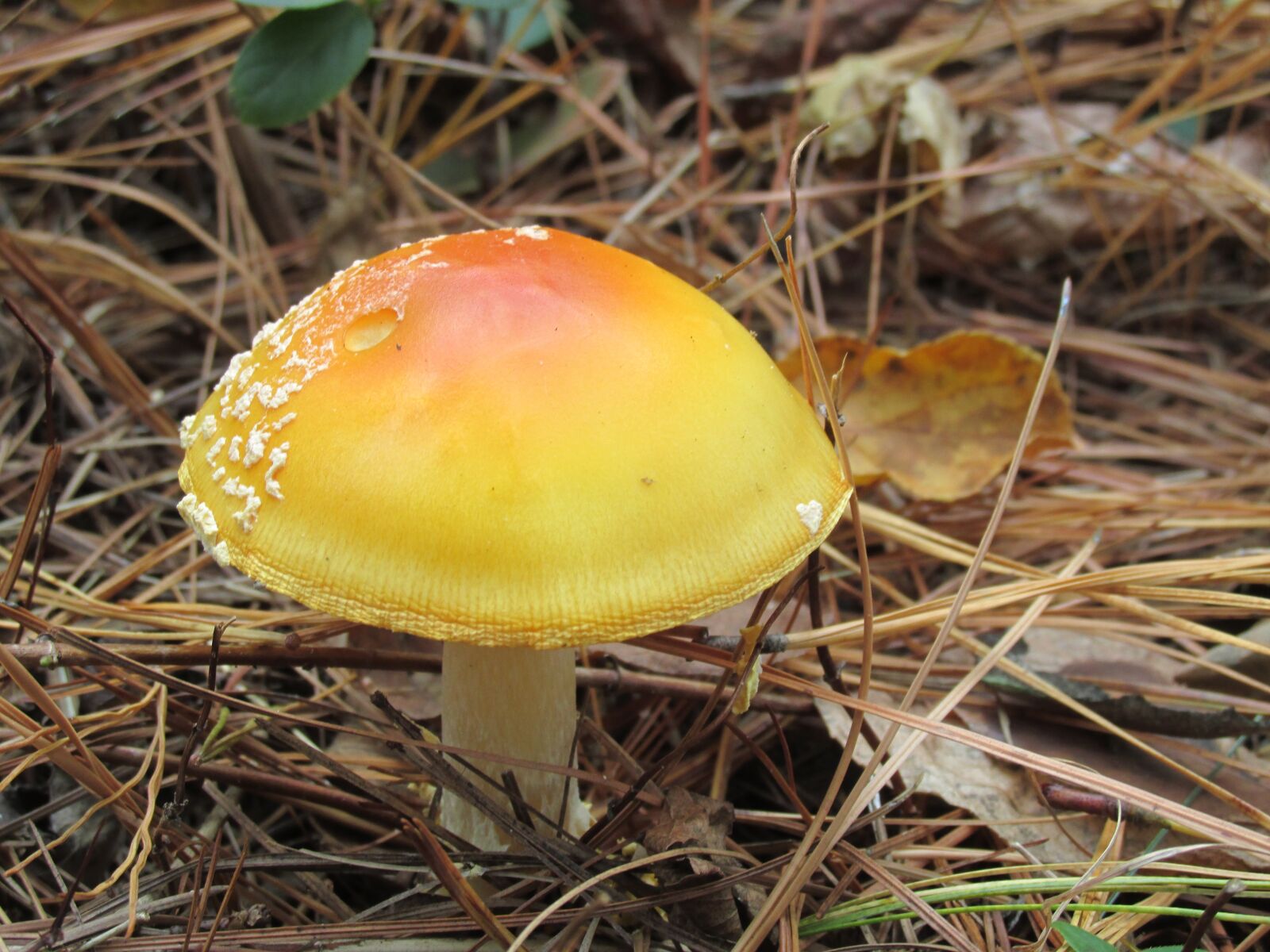 Canon PowerShot SX160 IS sample photo. Mushroom, field, orange photography