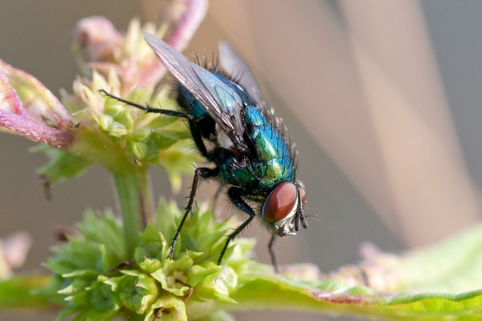 Sony Alpha DSLR-A700 sample photo. Fly, bluebottle, insect photography