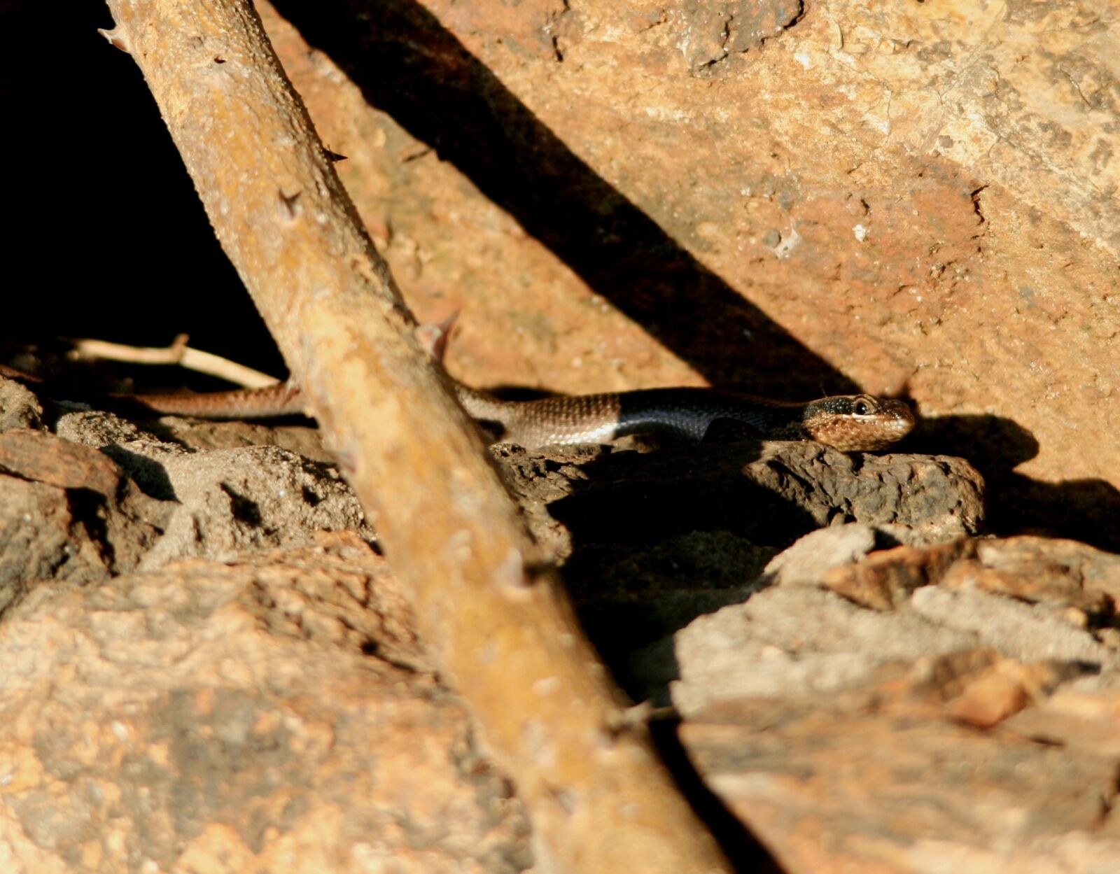 Canon EOS 400D (EOS Digital Rebel XTi / EOS Kiss Digital X) sample photo. Lizard, reptile, iguana photography