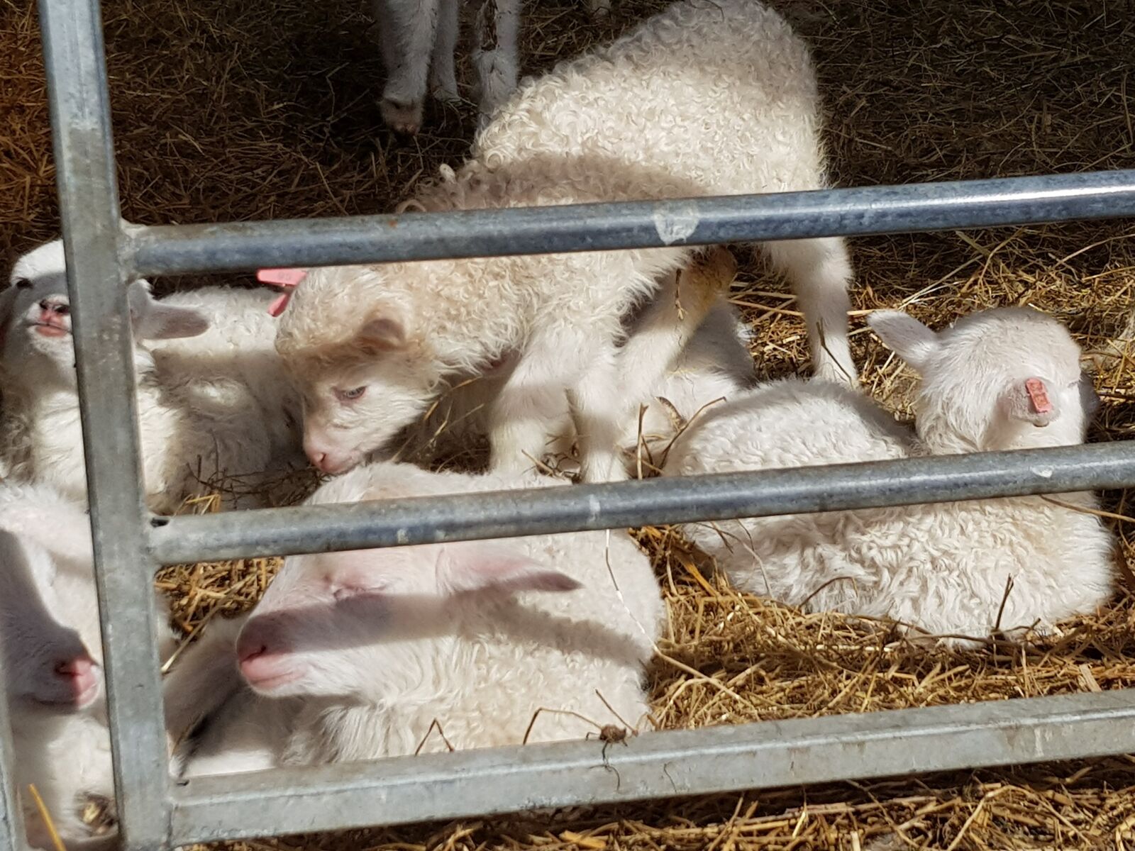 Samsung Galaxy S8+ sample photo. Mammal, barn, cage photography