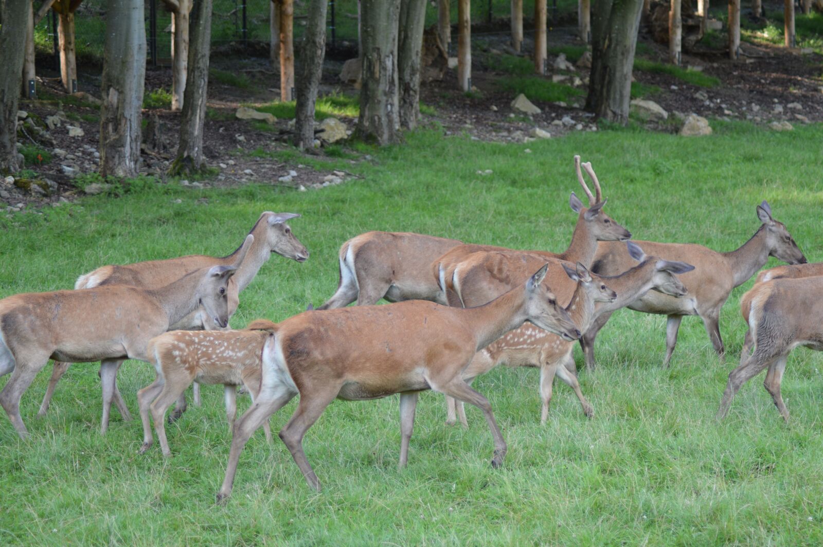 Nikon D3200 sample photo. Belgium, suede, animals photography
