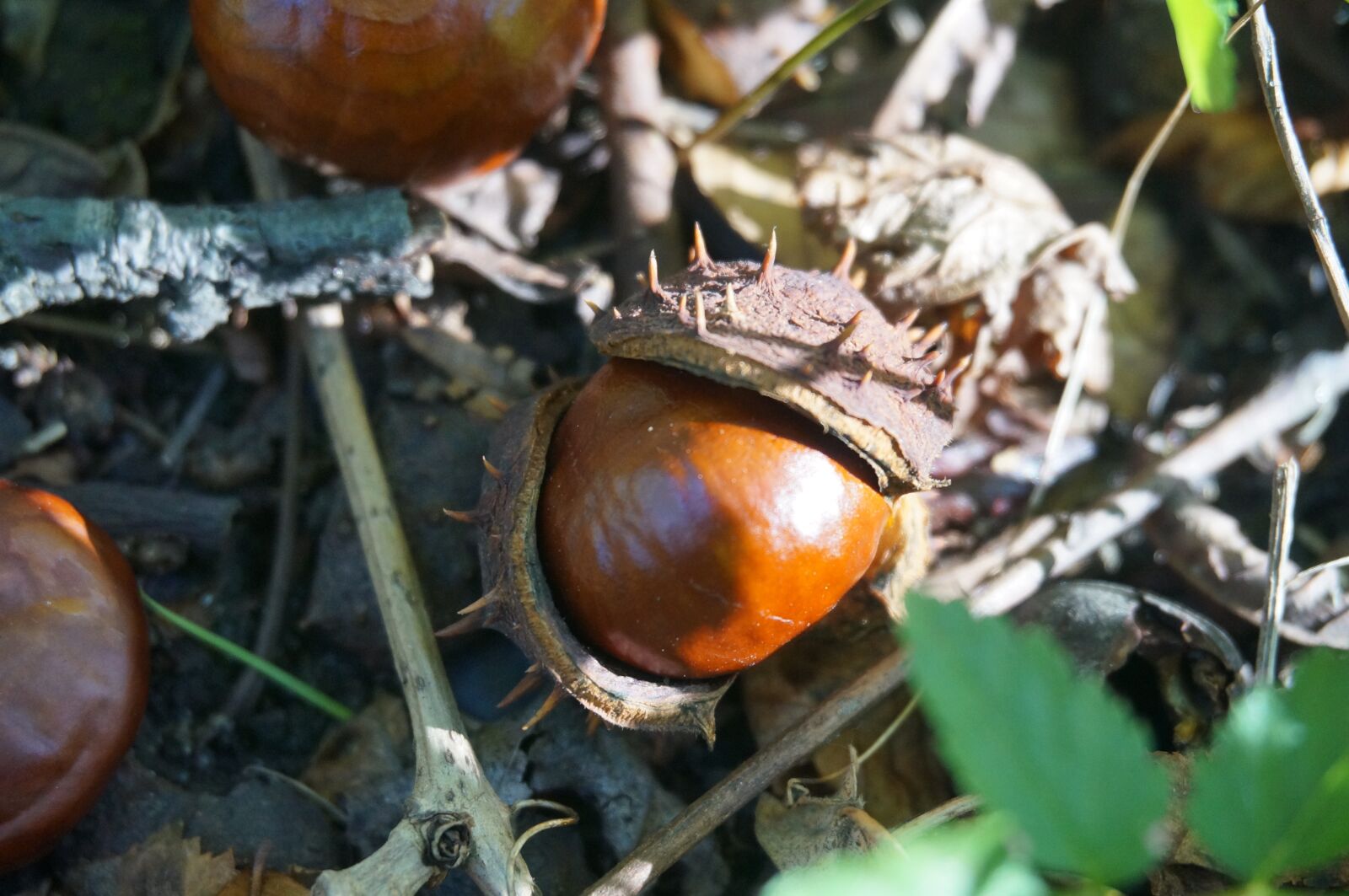Sony Alpha NEX-5T sample photo. Autumn, chestnut, nature photography