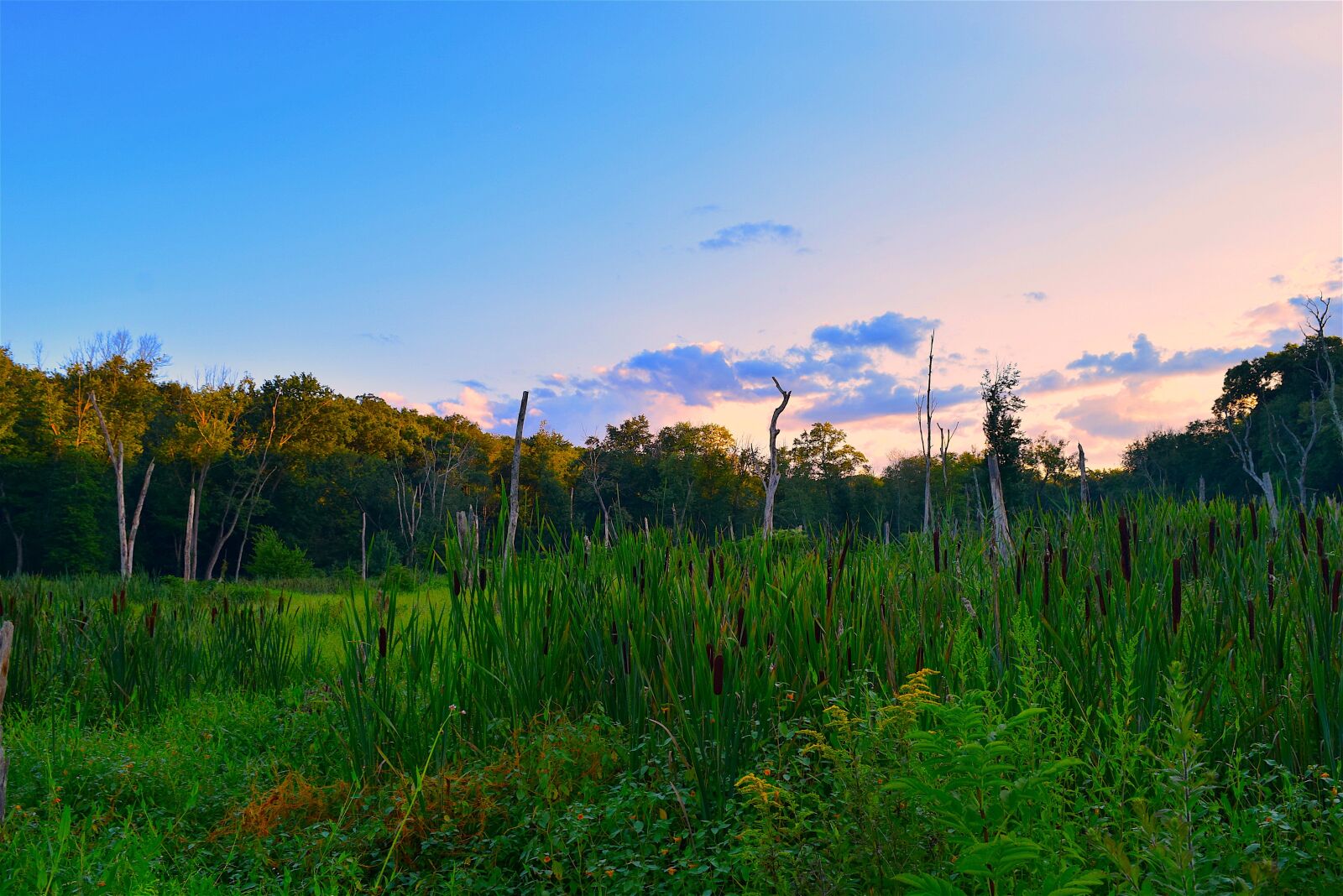 Nikon D3300 sample photo. Field, sunset, trees photography