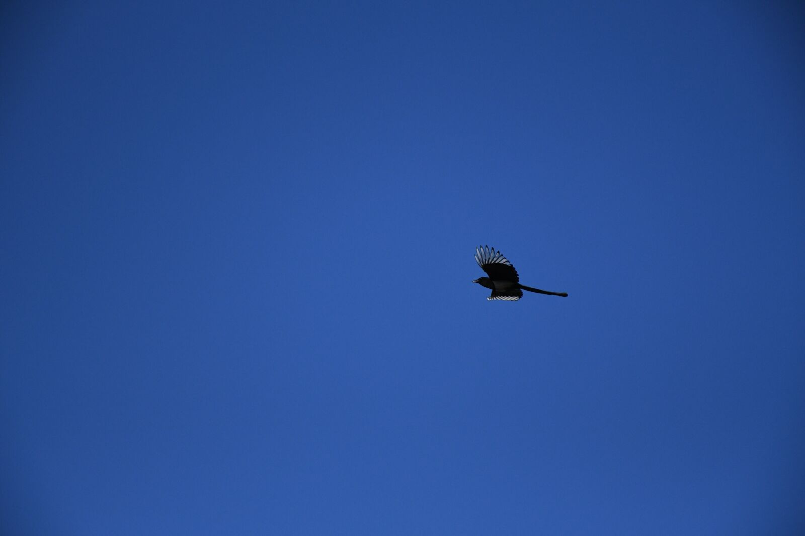 Nikon D7500 sample photo. Sky face, bird, fly photography