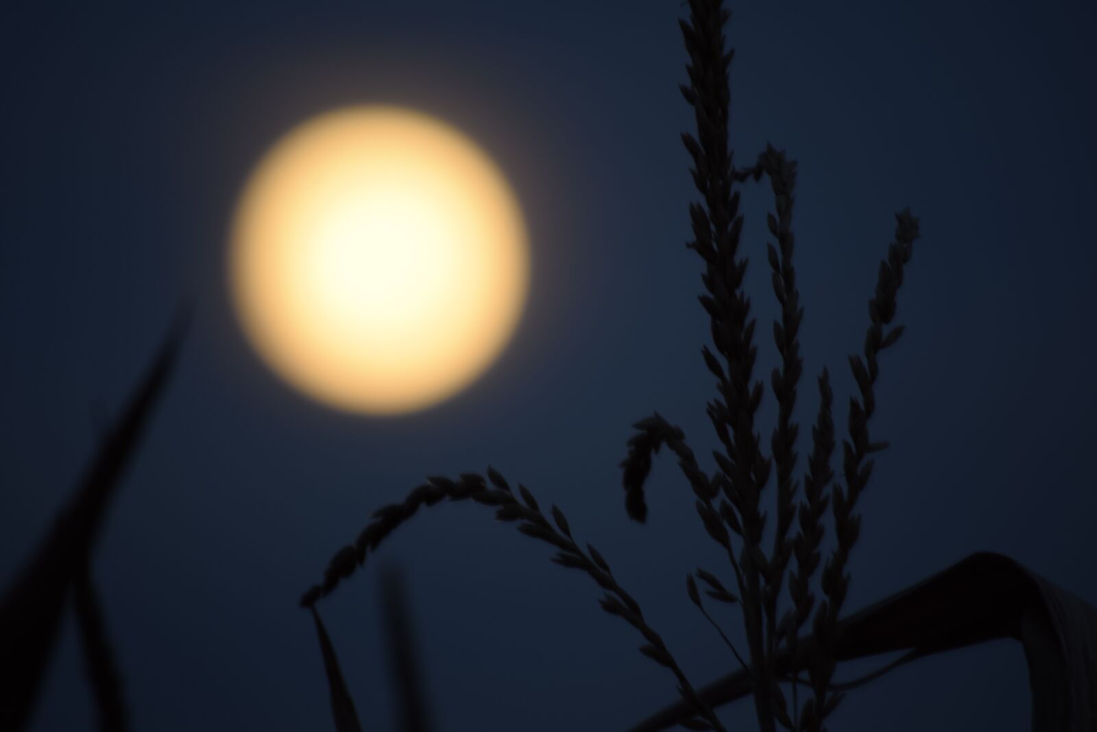 Nikon D5300 sample photo. Full moon, abendstimmung, nature photography