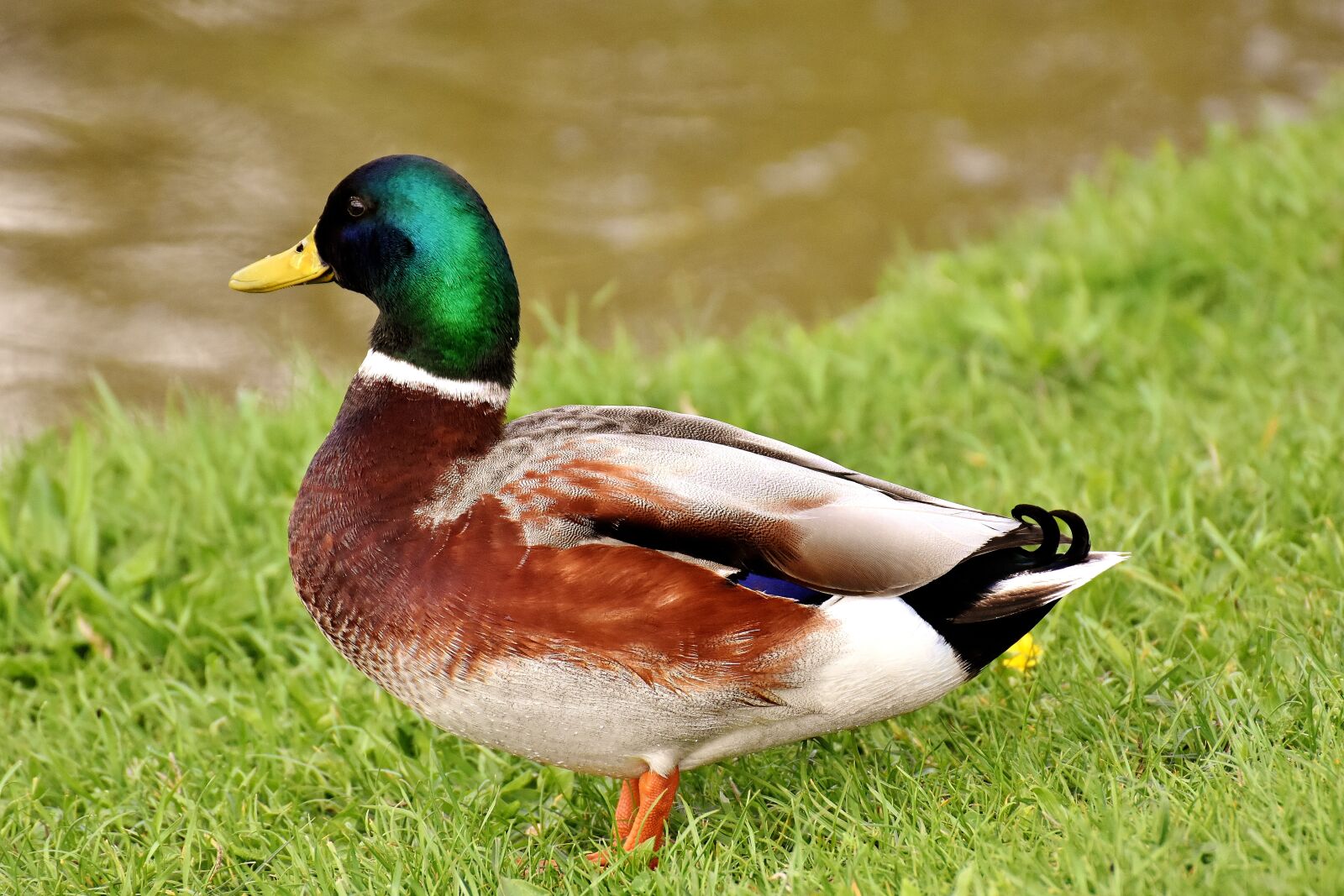 Nikon D7200 sample photo. Mallard, males, water bird photography