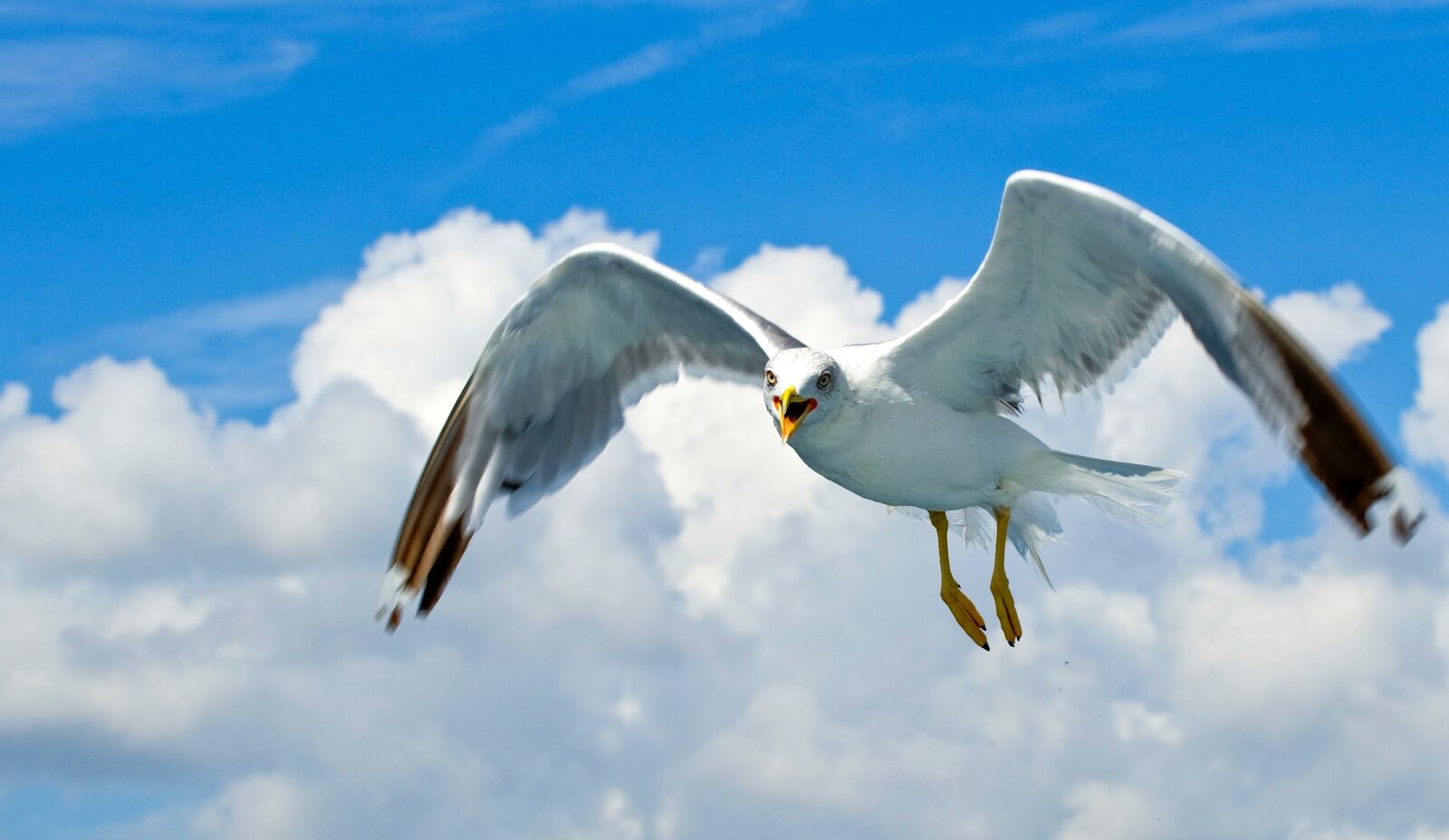 Nikon D3S sample photo. Seagull, sea birds, water photography