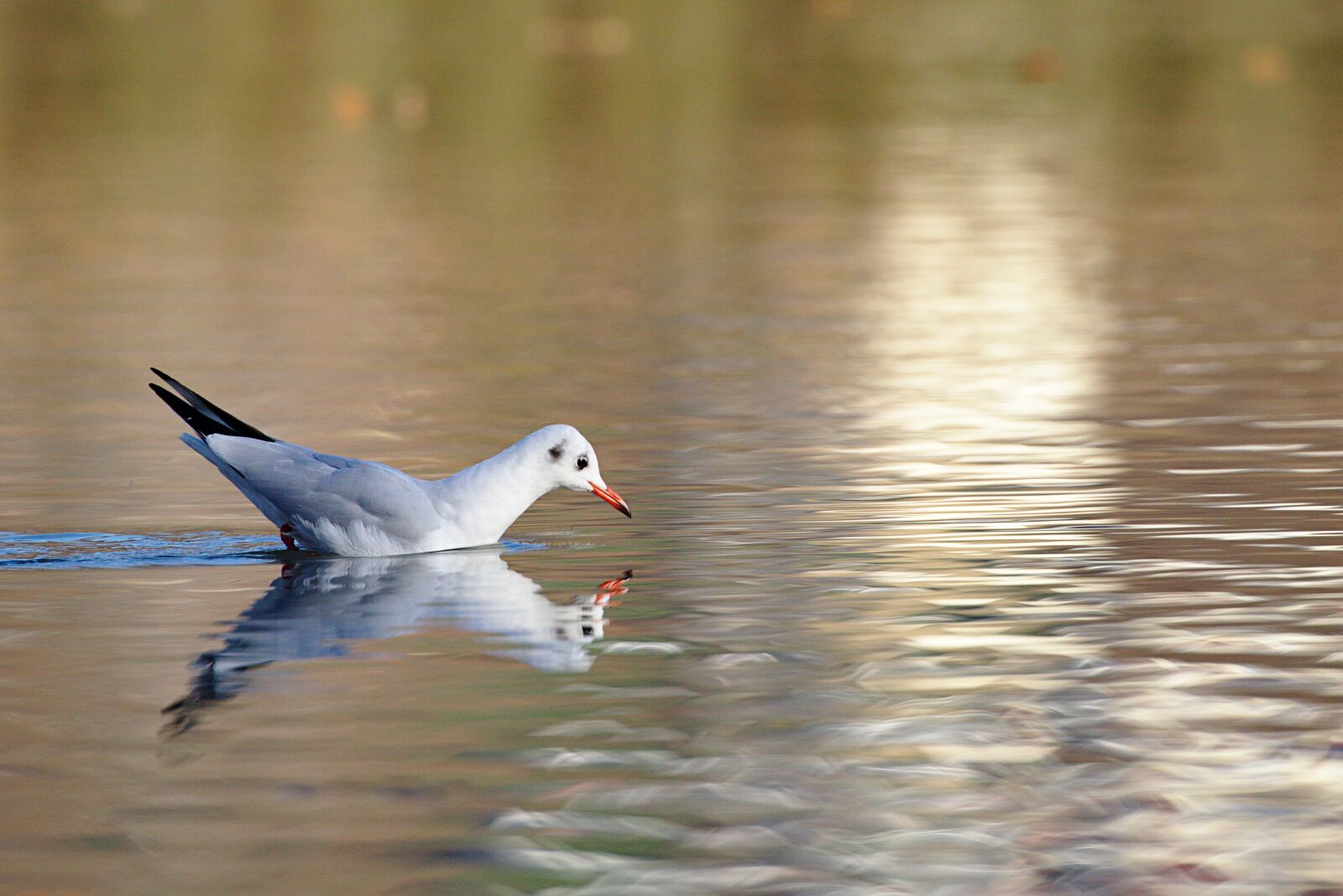 Canon EOS M5 sample photo. Seagull, lake, water photography