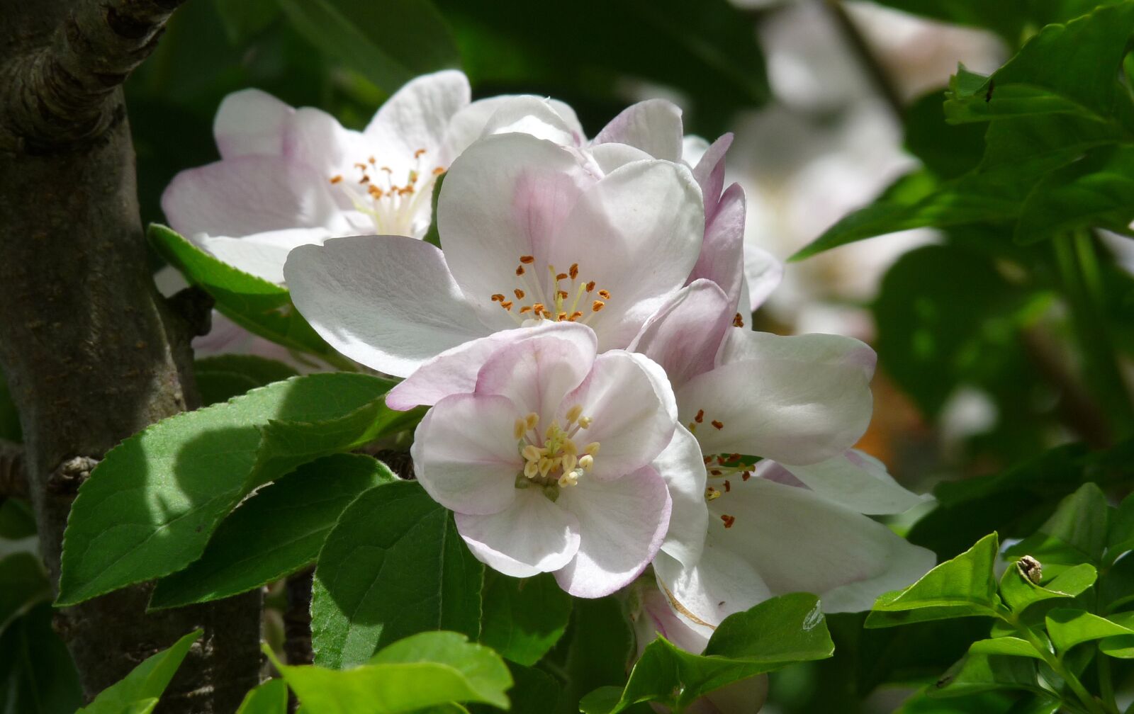 Panasonic Lumix DMC-FZ28 sample photo. Apple, blossom, tree photography