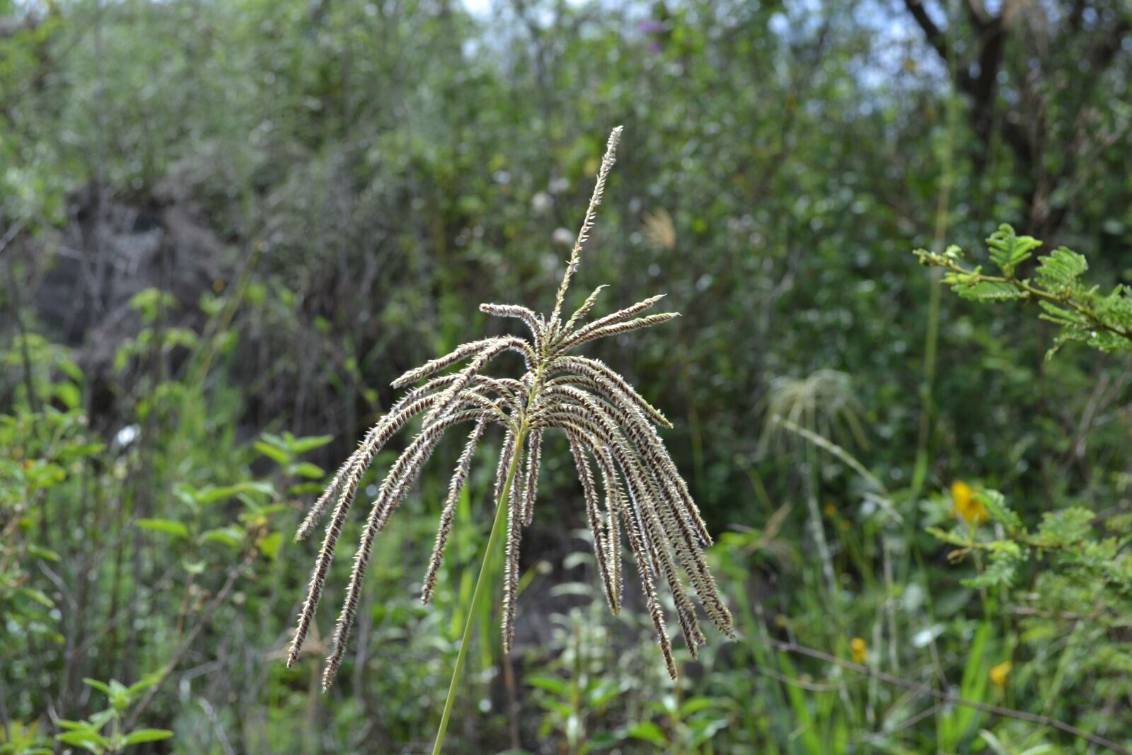 Nikon D3100 sample photo. Grass, flower, seeds photography
