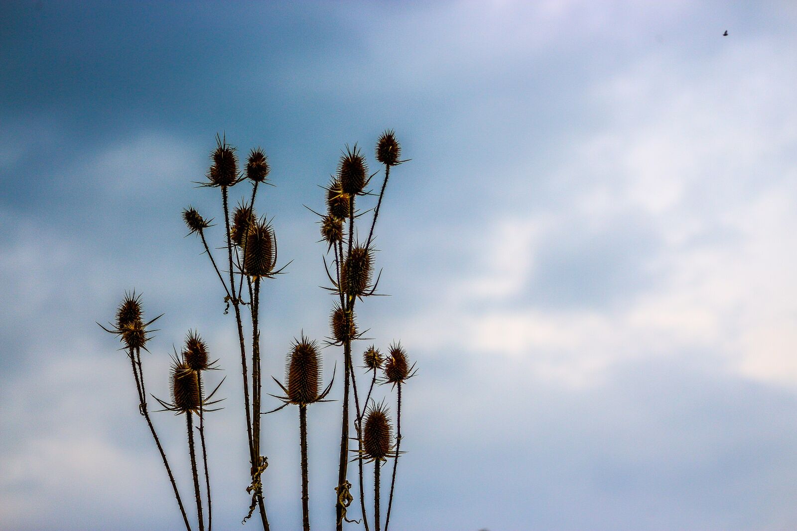 Canon EOS 700D (EOS Rebel T5i / EOS Kiss X7i) sample photo. Plant, nature, spring photography