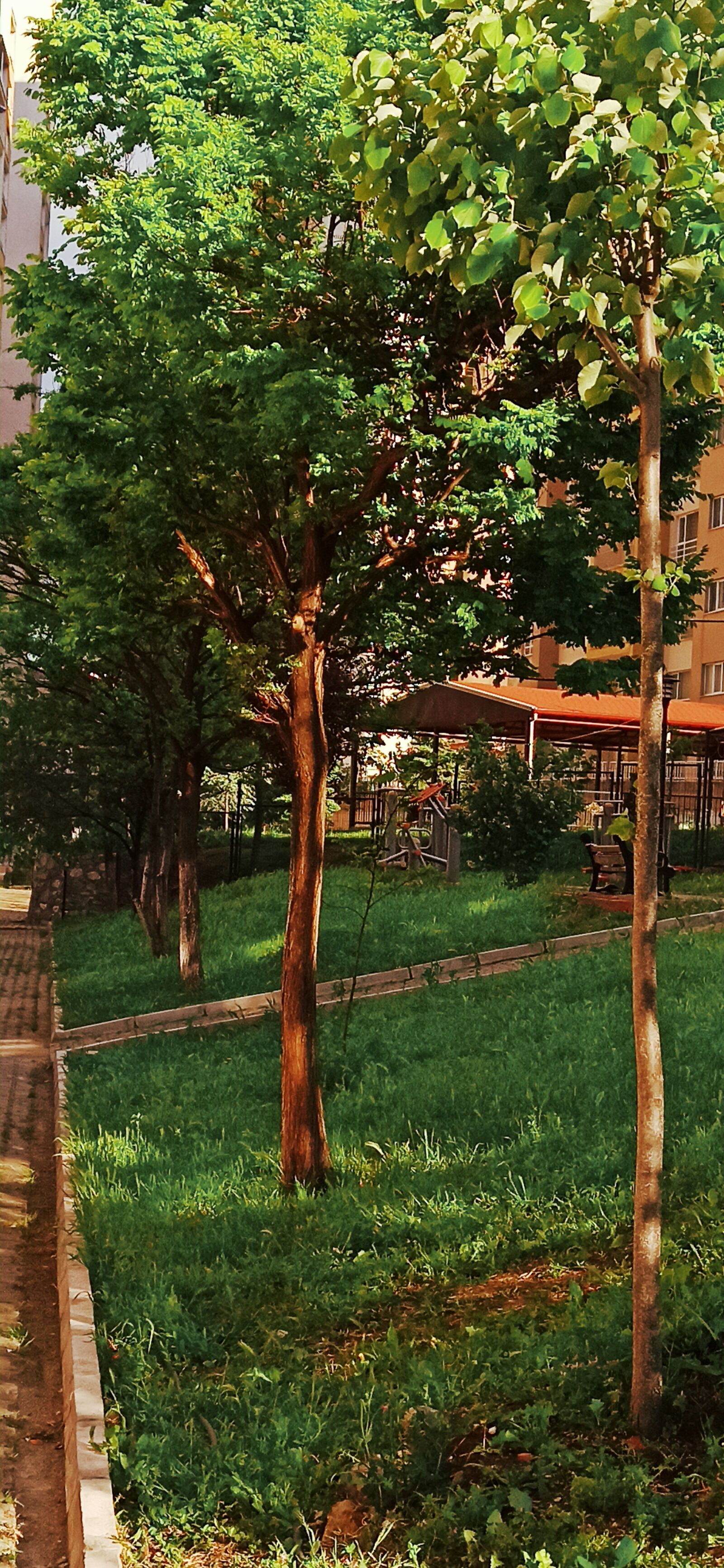 Xiaomi Redmi Note 8 Pro sample photo. Home, garden, trees photography