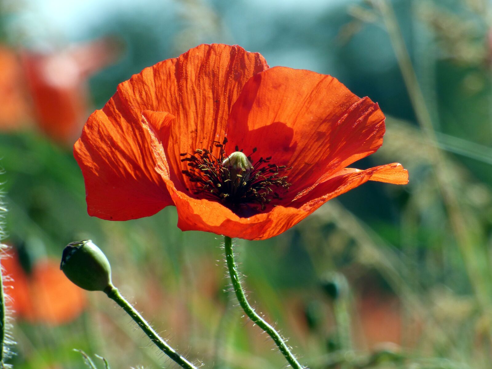 Panasonic DMC-FZ72 sample photo. Poppy, red, flower photography
