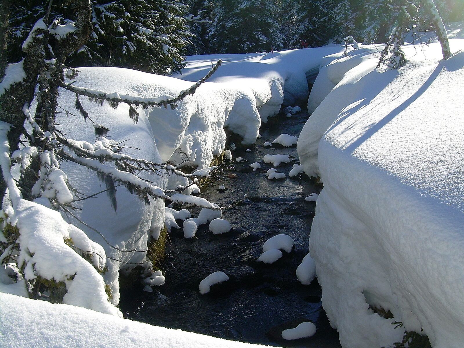 Nikon COOLPIX L4 sample photo. Winter, snow, nature photography