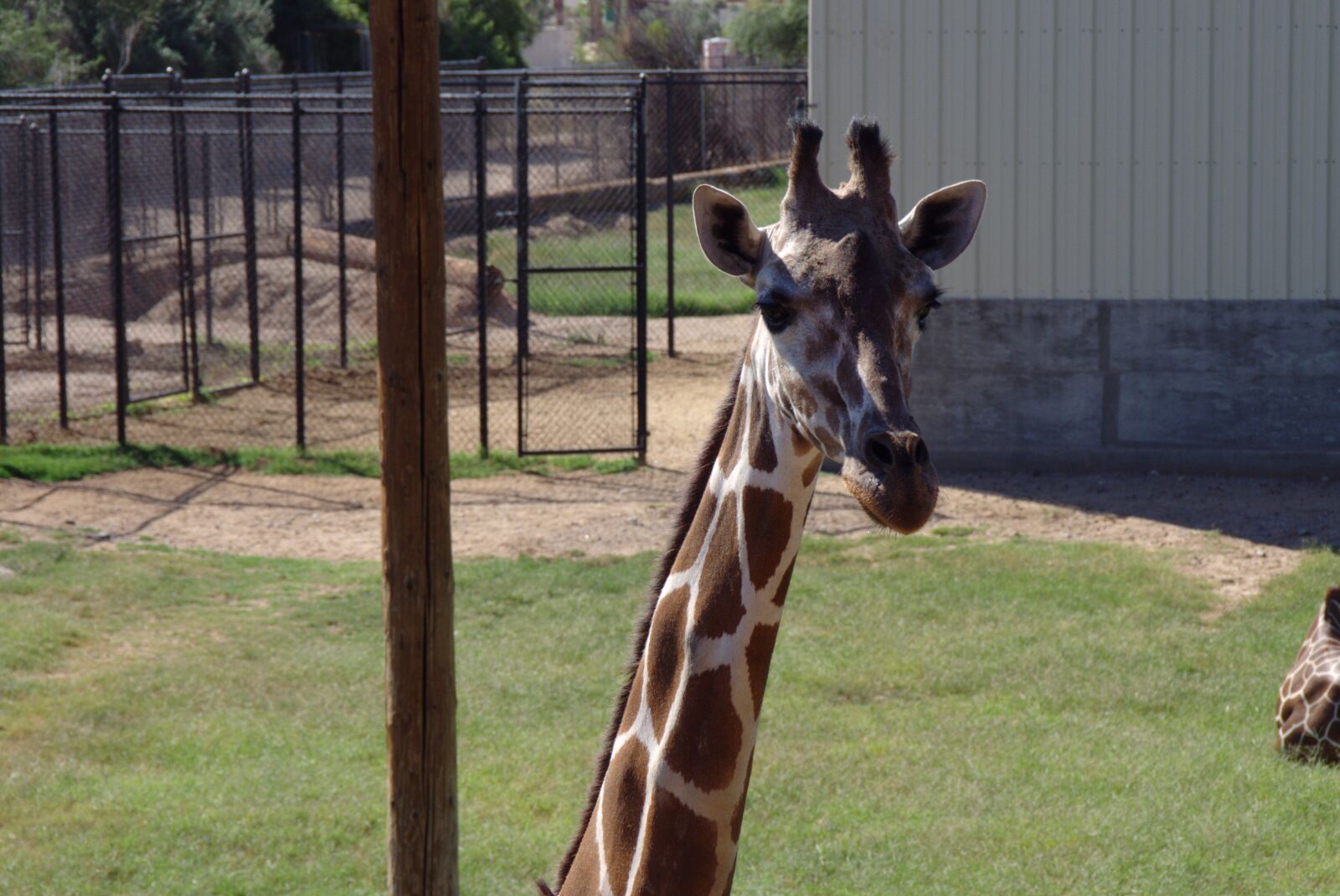 Pentax K-x sample photo. Giraffe, long neck, safari photography