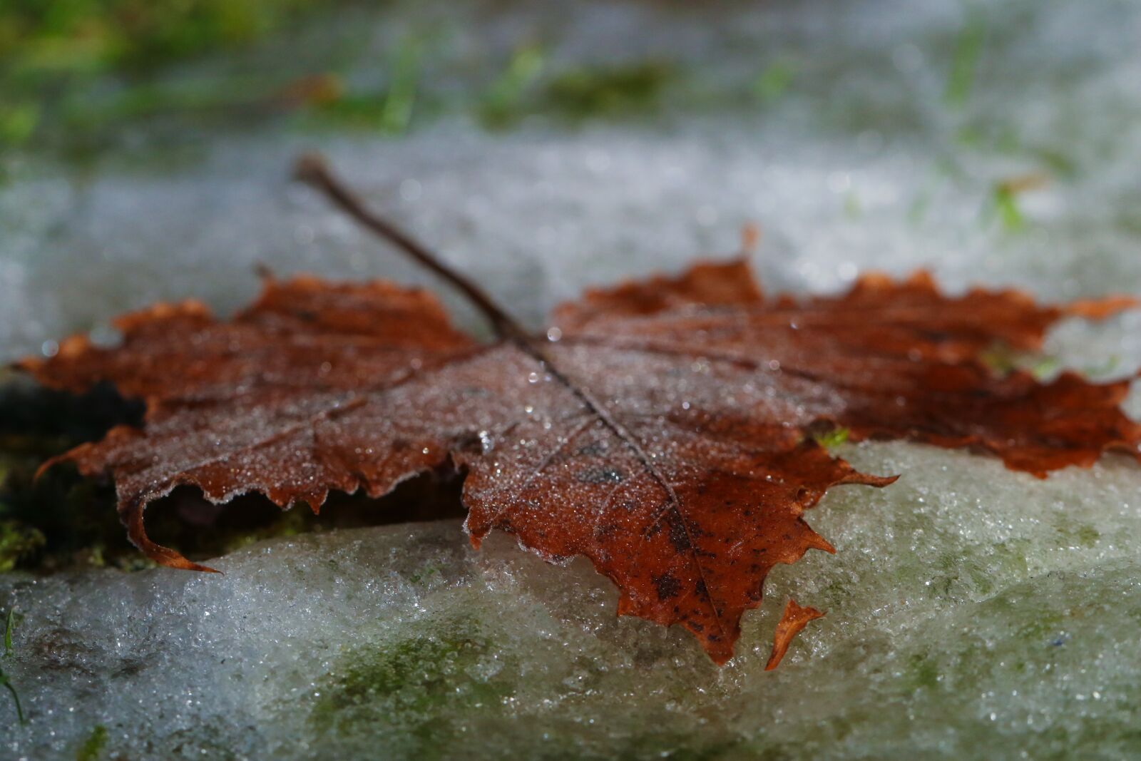 Canon EOS 7D Mark II sample photo. Leaf, autumn, frost photography