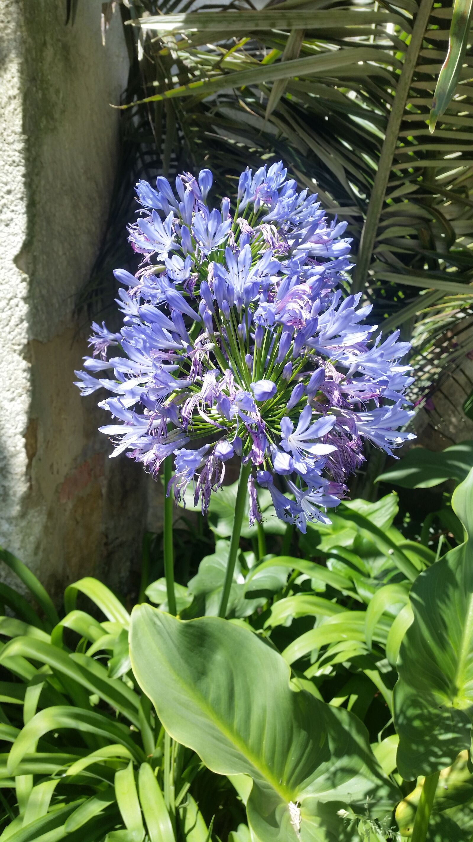 Samsung Galaxy S5 sample photo. Flower, nature, spring photography