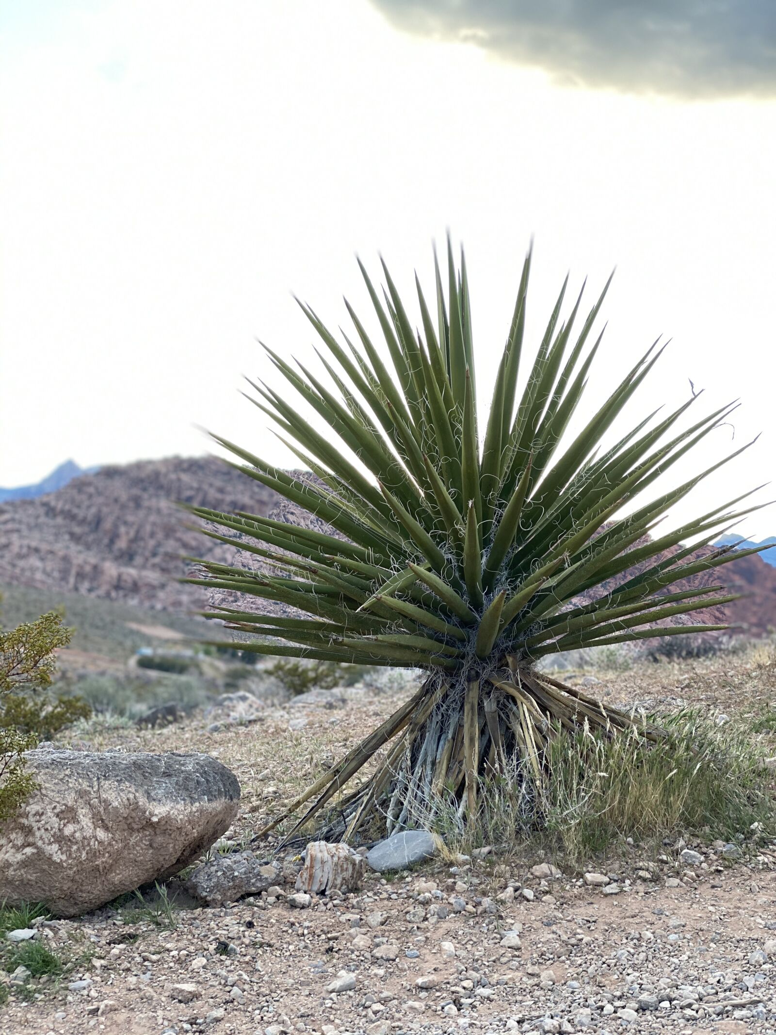 Apple iPhone 11 Pro sample photo. Palm tree, desert, landscape photography