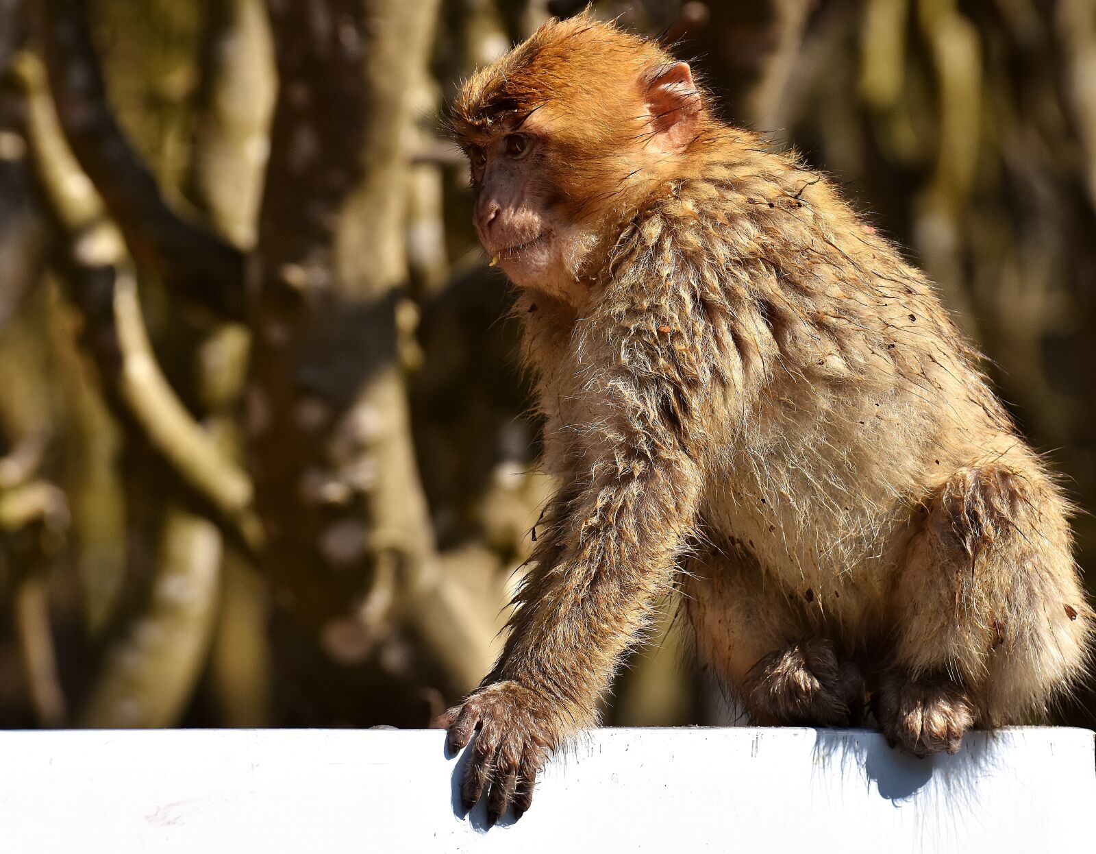 Nikon D7200 sample photo. Barbary ape, endangered species photography