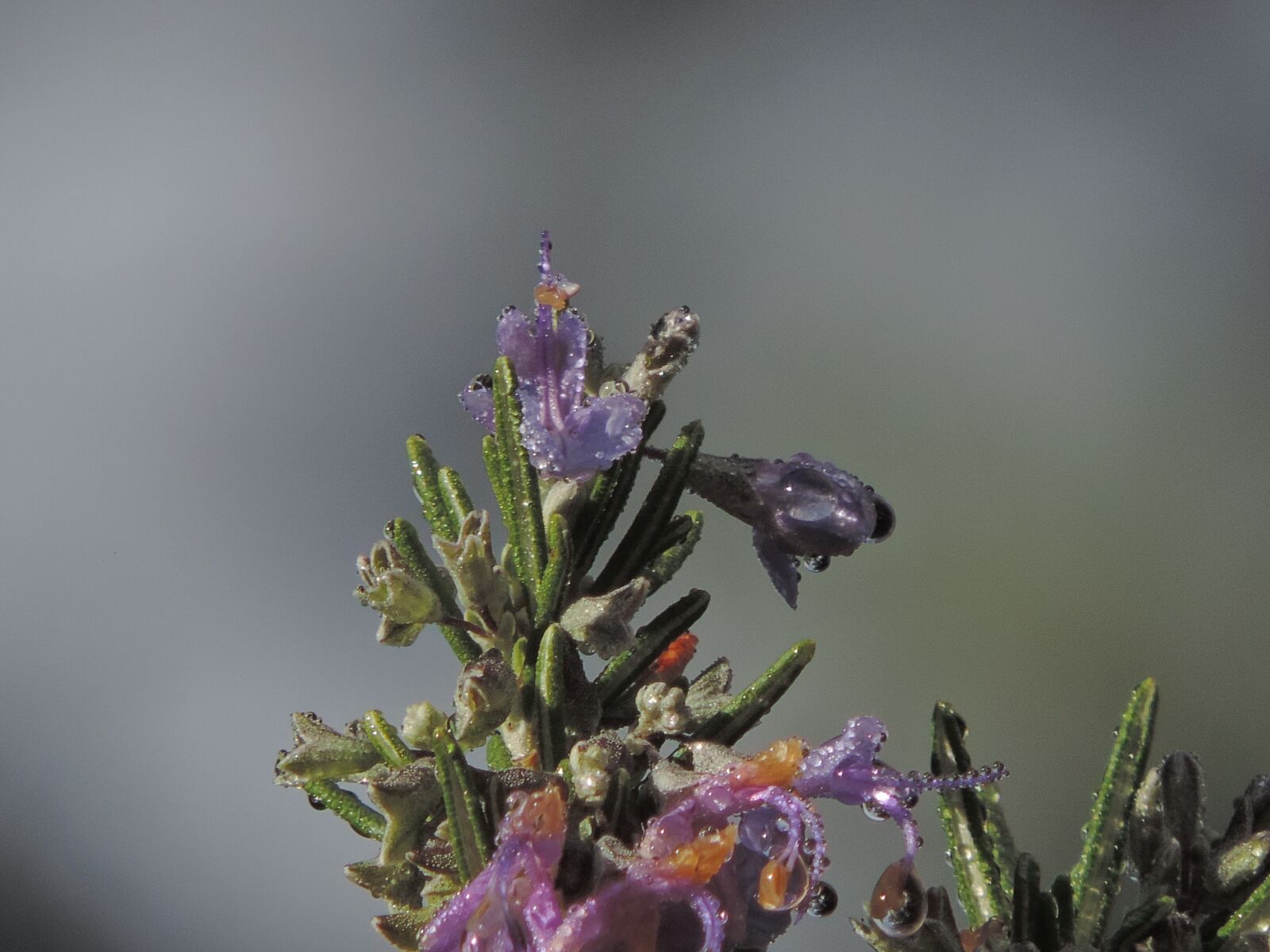 Nikon Coolpix P520 sample photo. Rosemary plant, spice, herbal photography